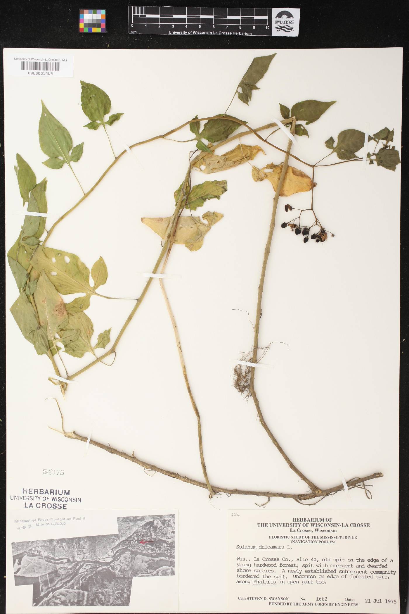 Solanum dulcamara image
