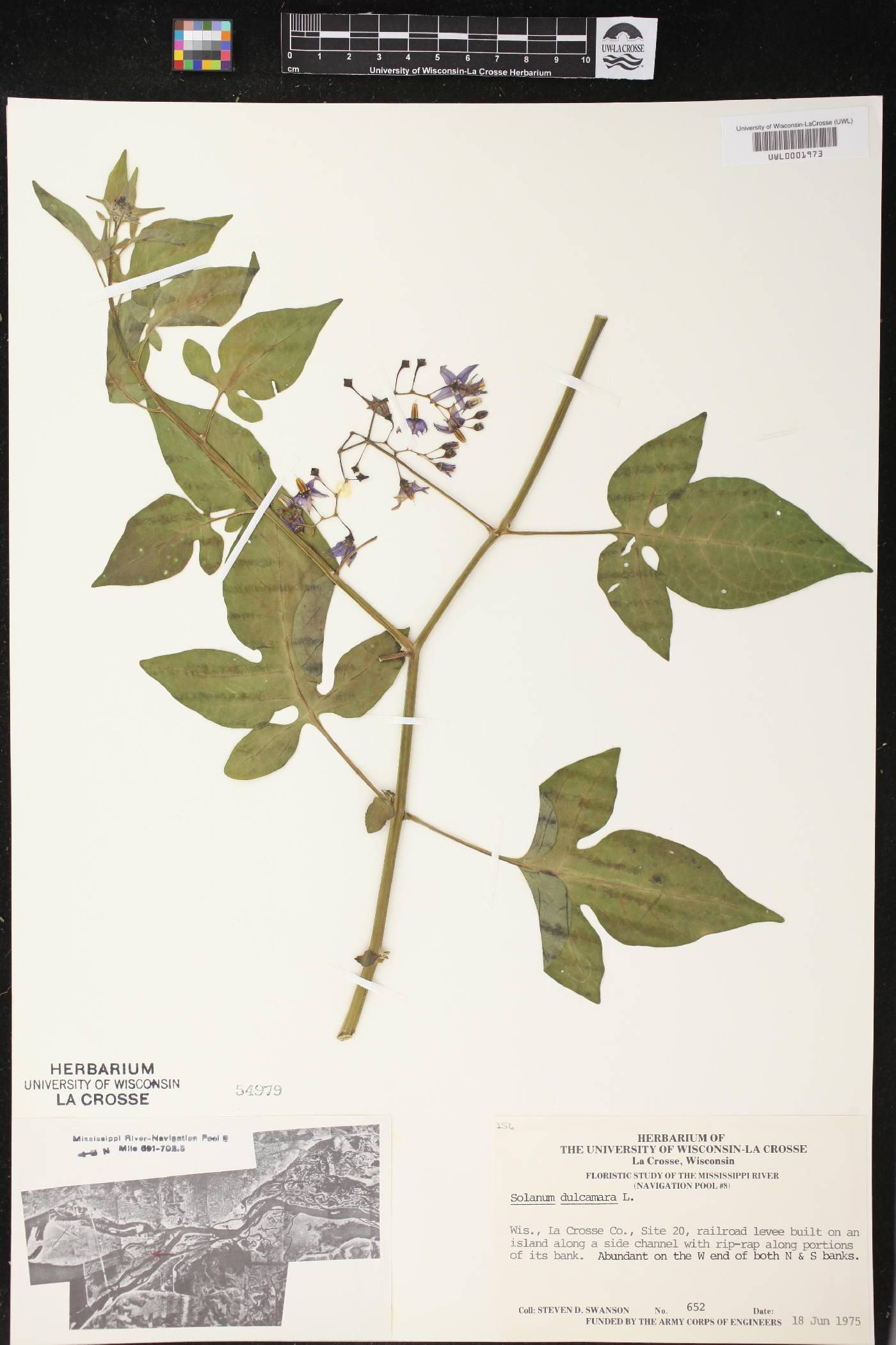 Solanum dulcamara image