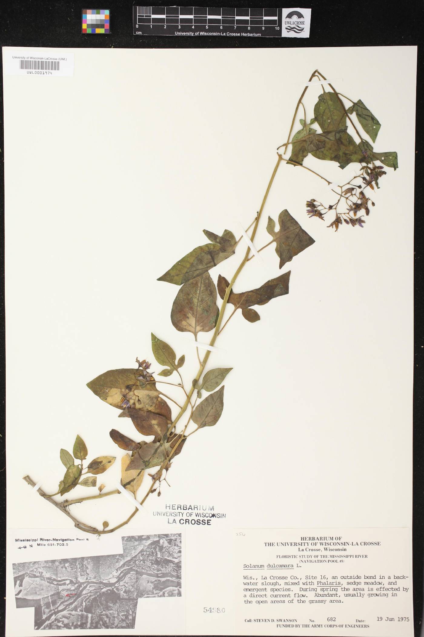 Solanum dulcamara image