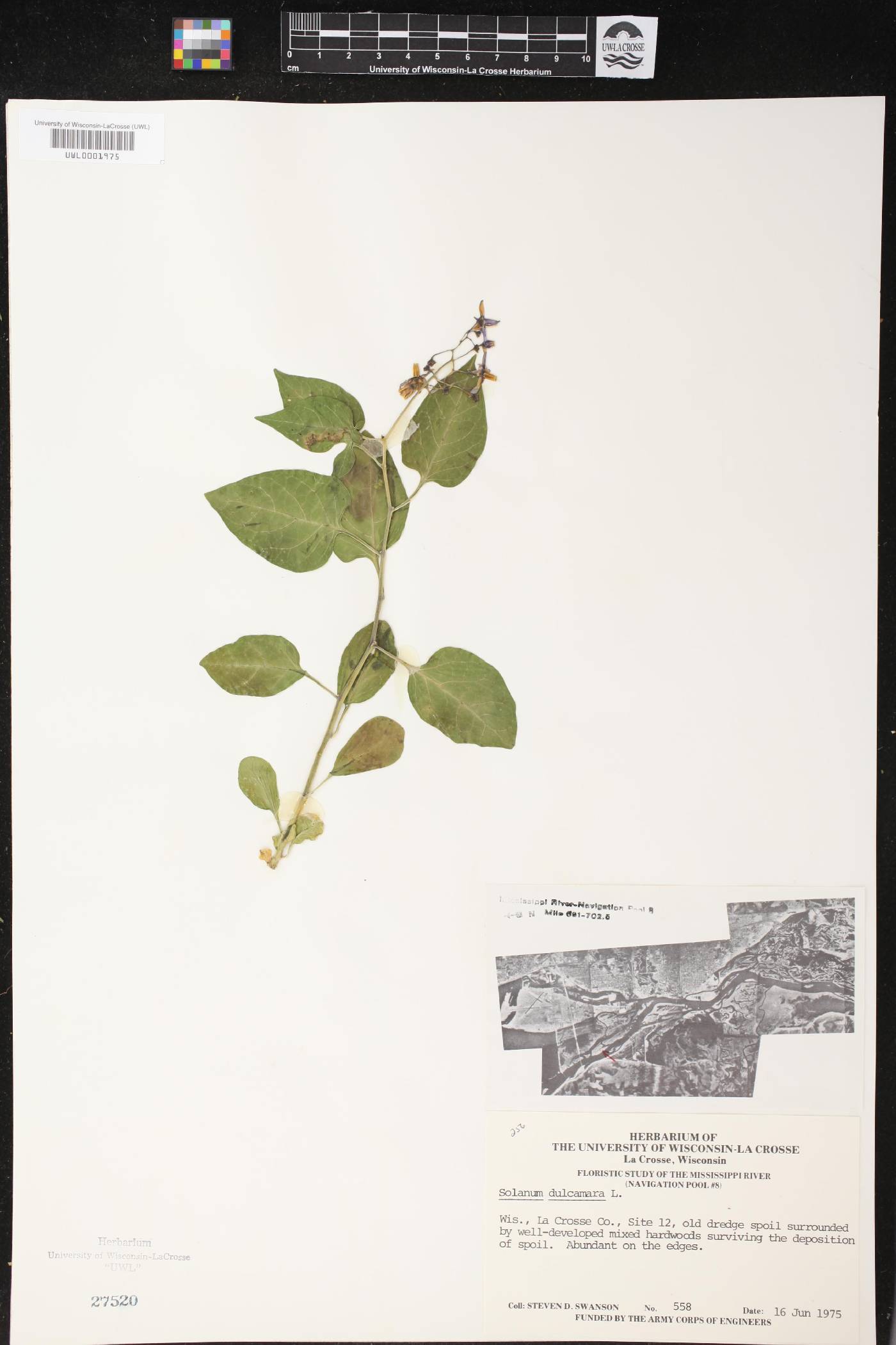 Solanum dulcamara image
