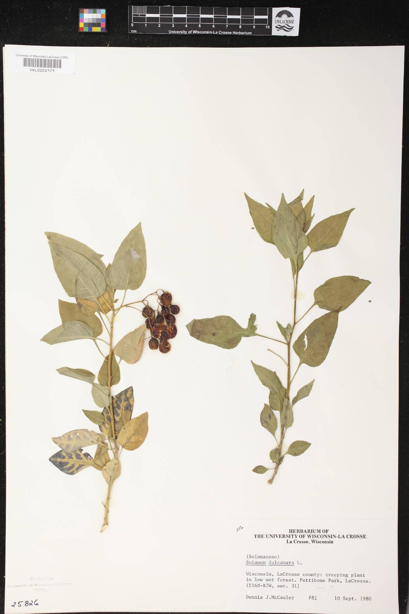 Solanum dulcamara image