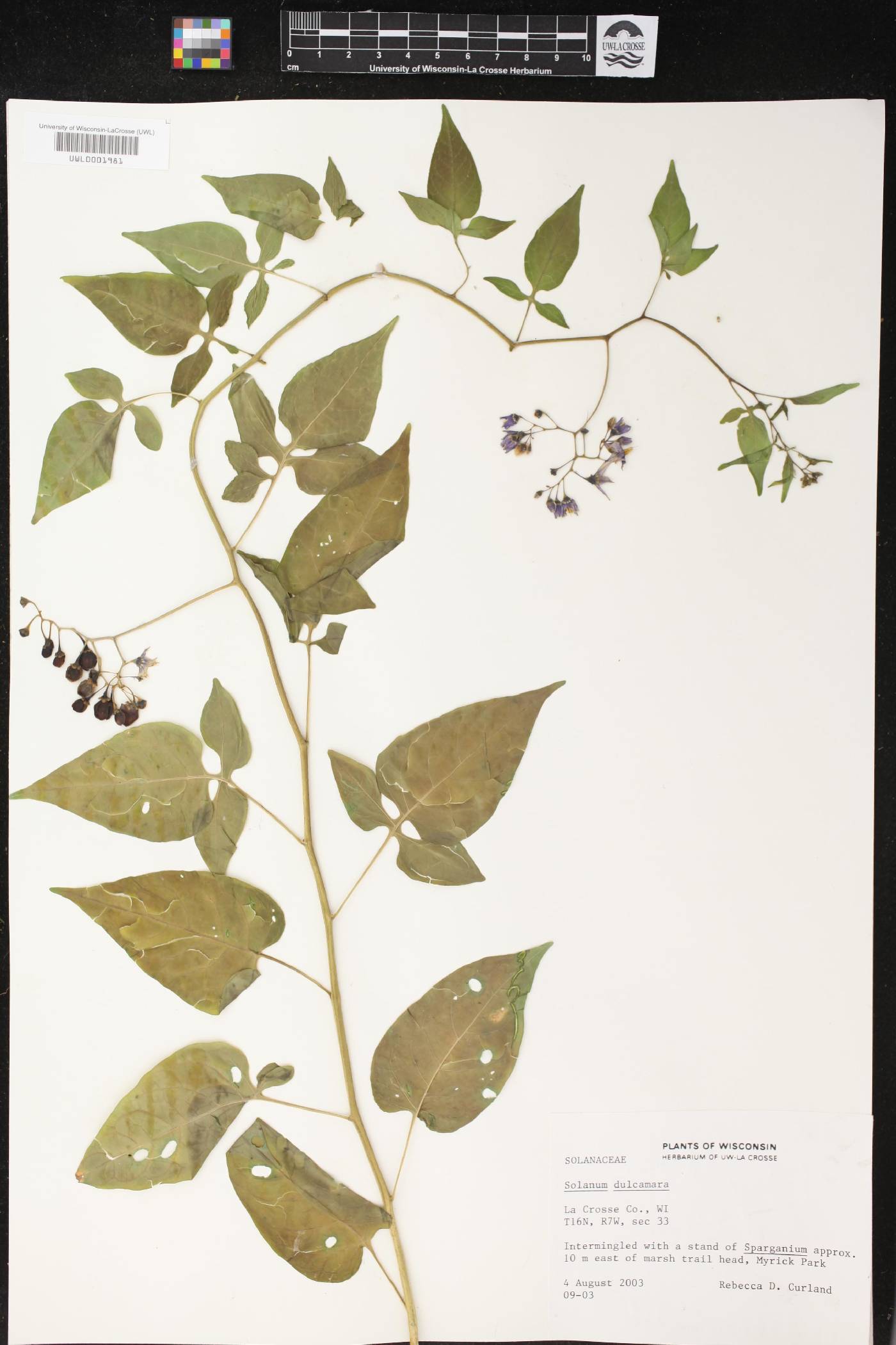 Solanum dulcamara image