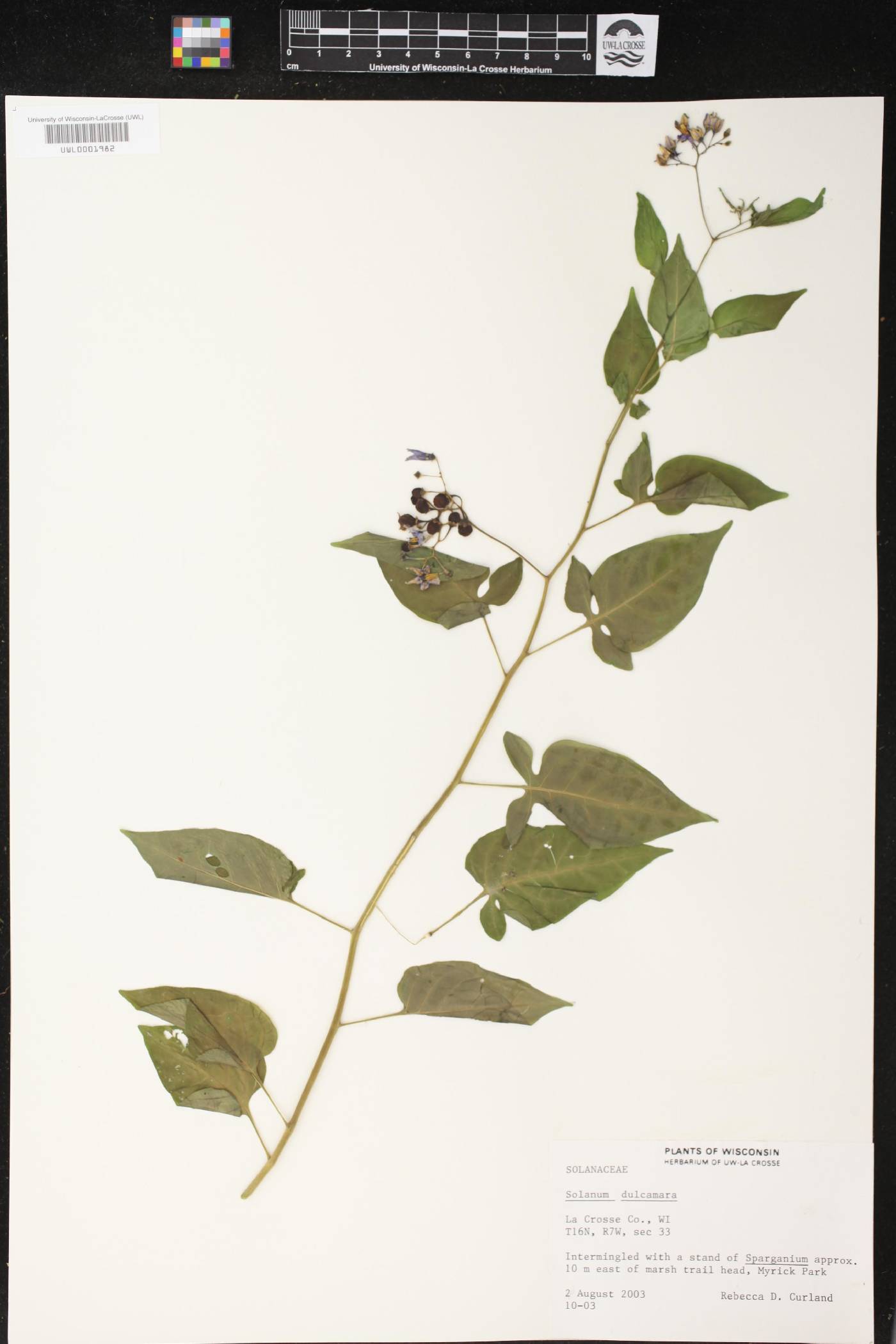 Solanum dulcamara image