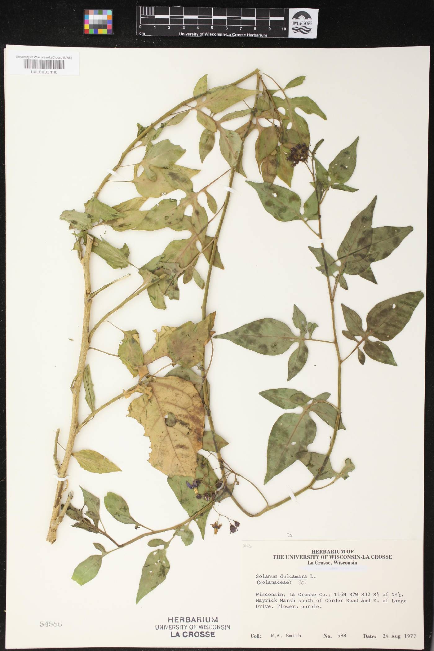 Solanum dulcamara image
