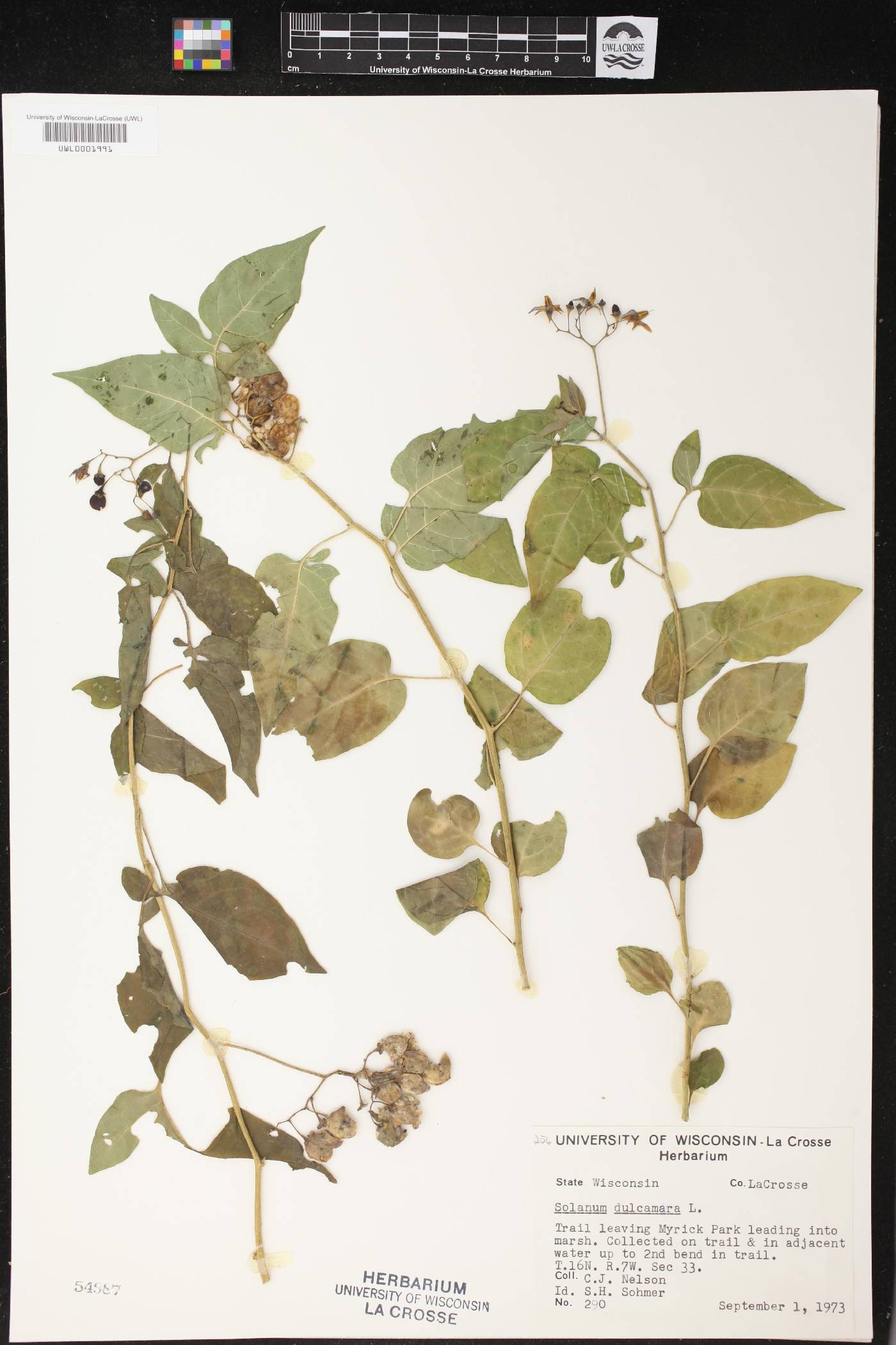 Solanum dulcamara image