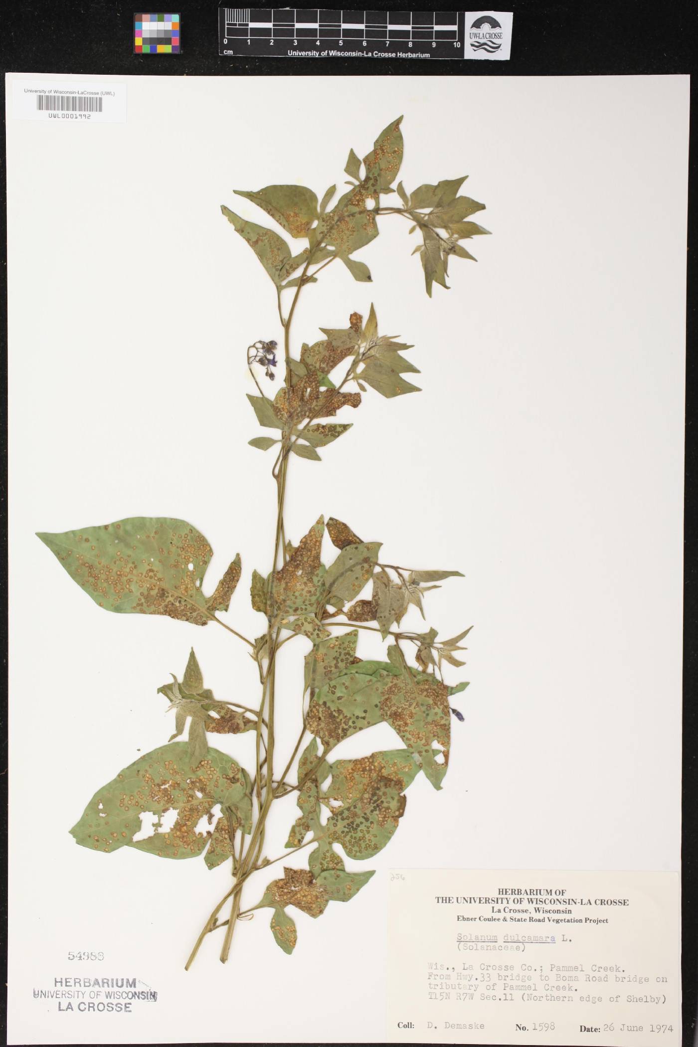 Solanum dulcamara image