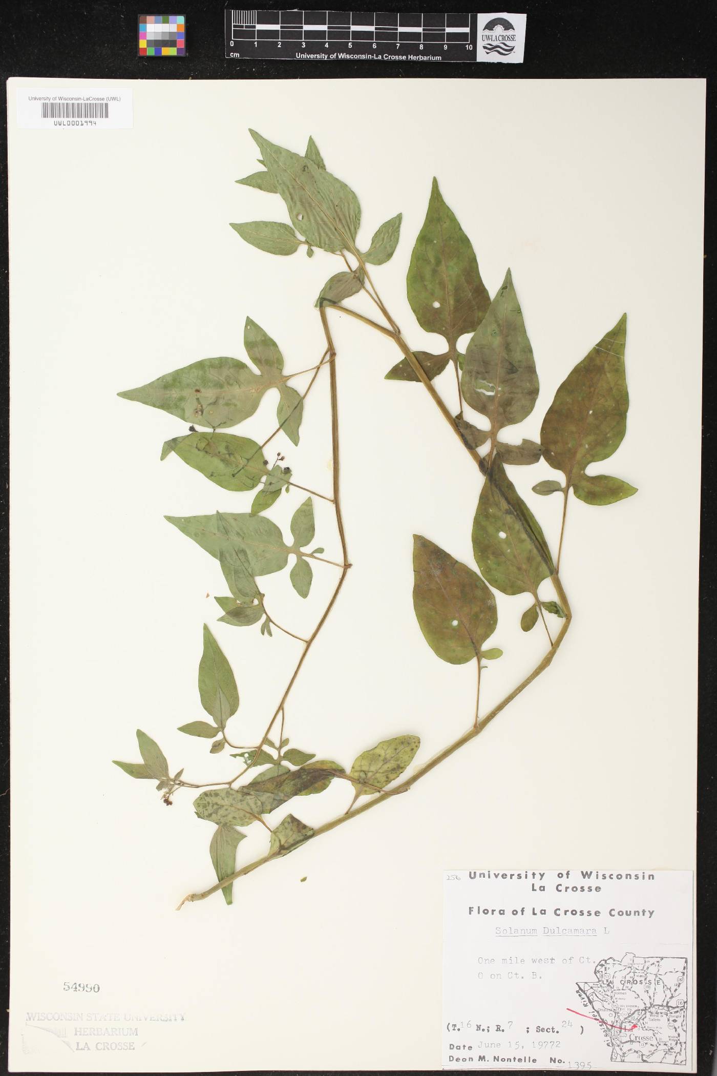 Solanum dulcamara image