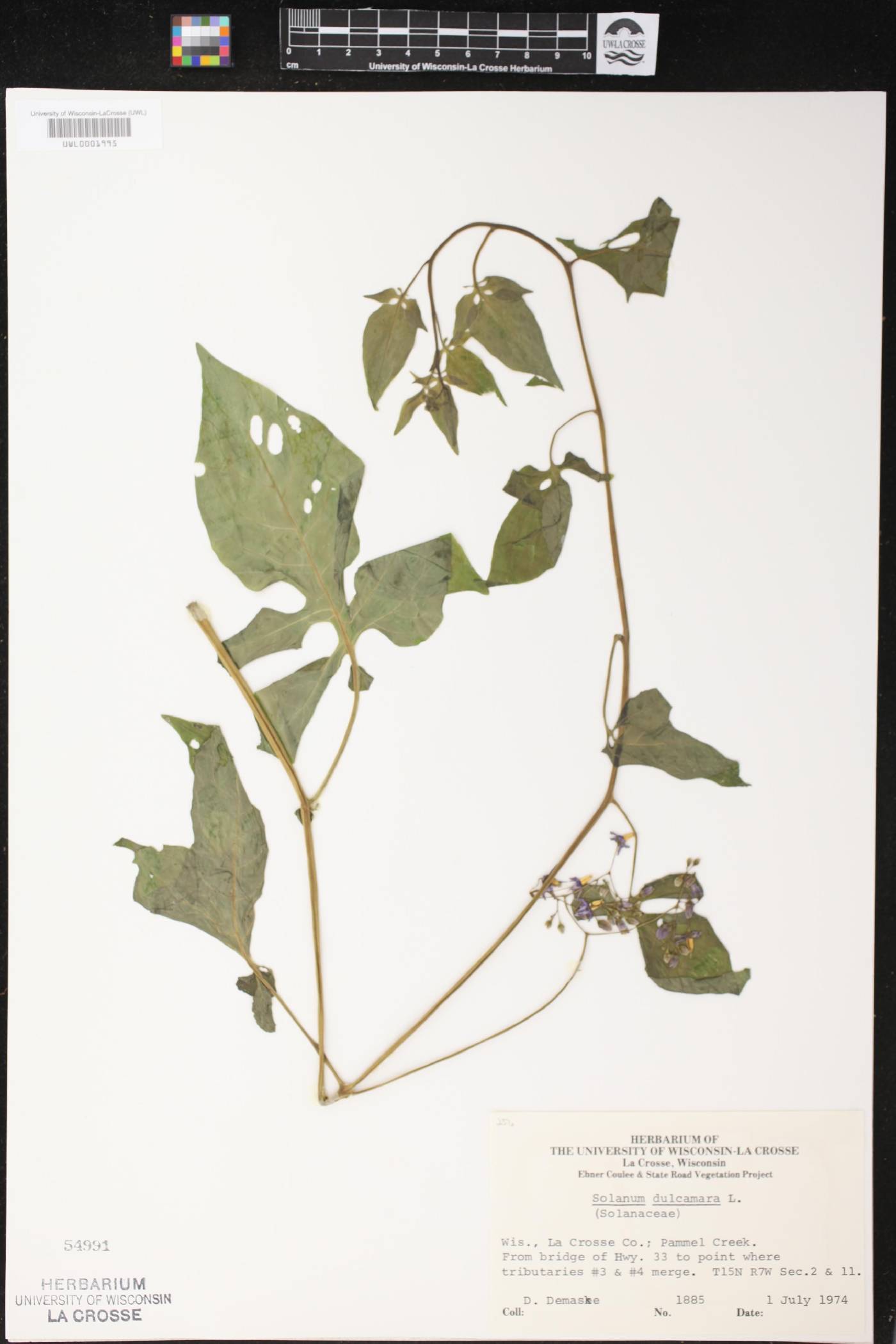 Solanum dulcamara image