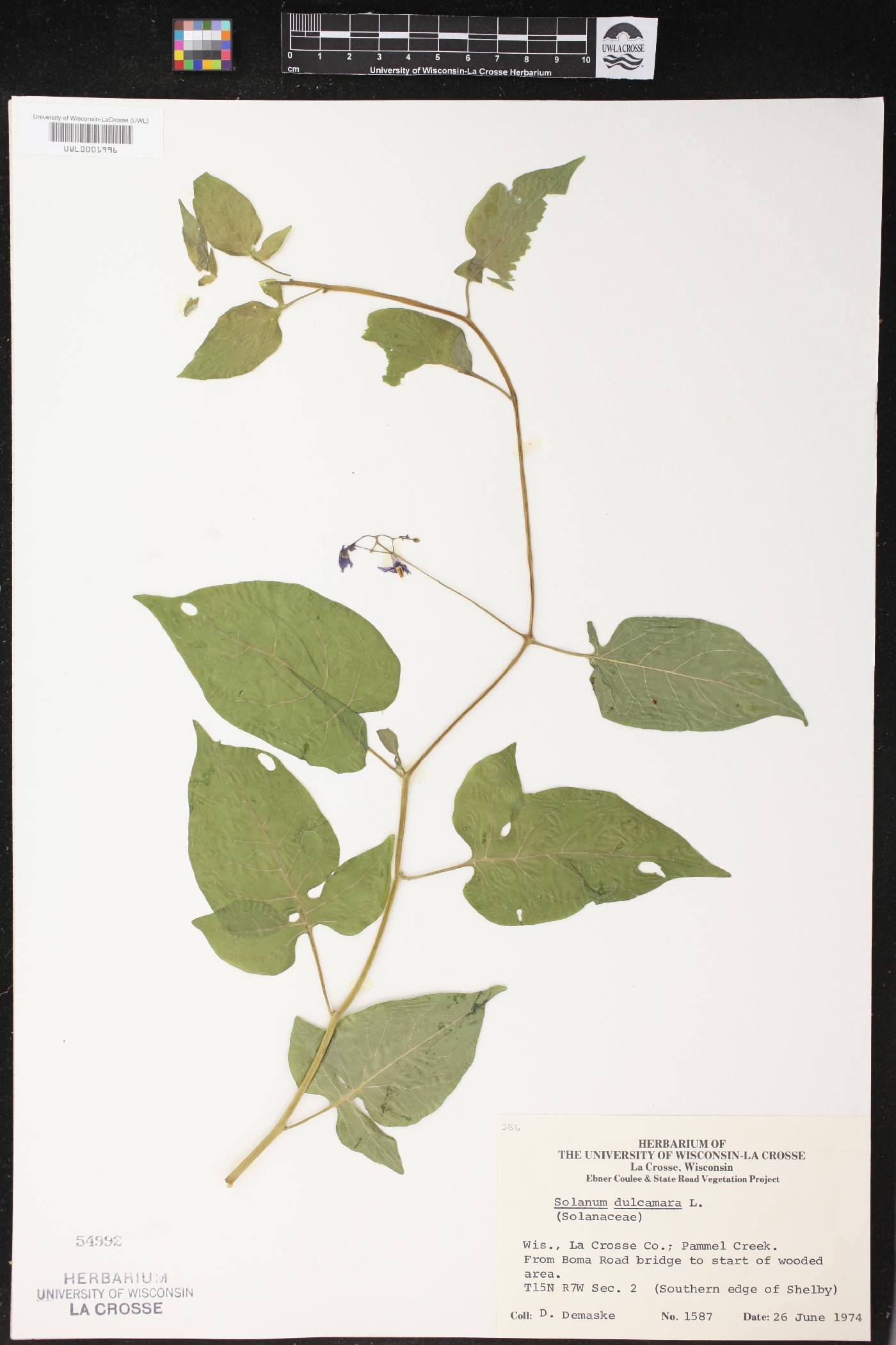 Solanum dulcamara image