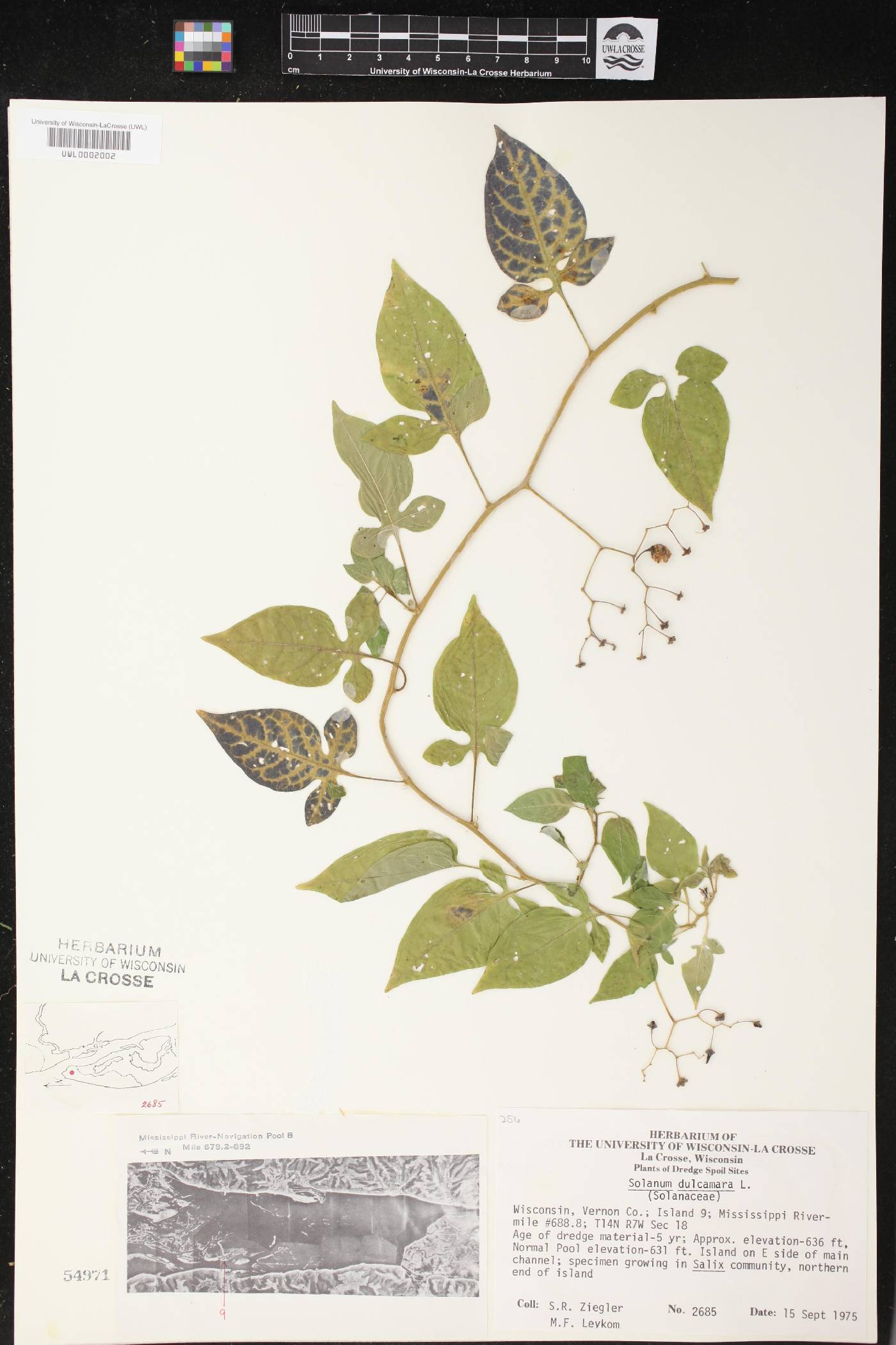 Solanum dulcamara image