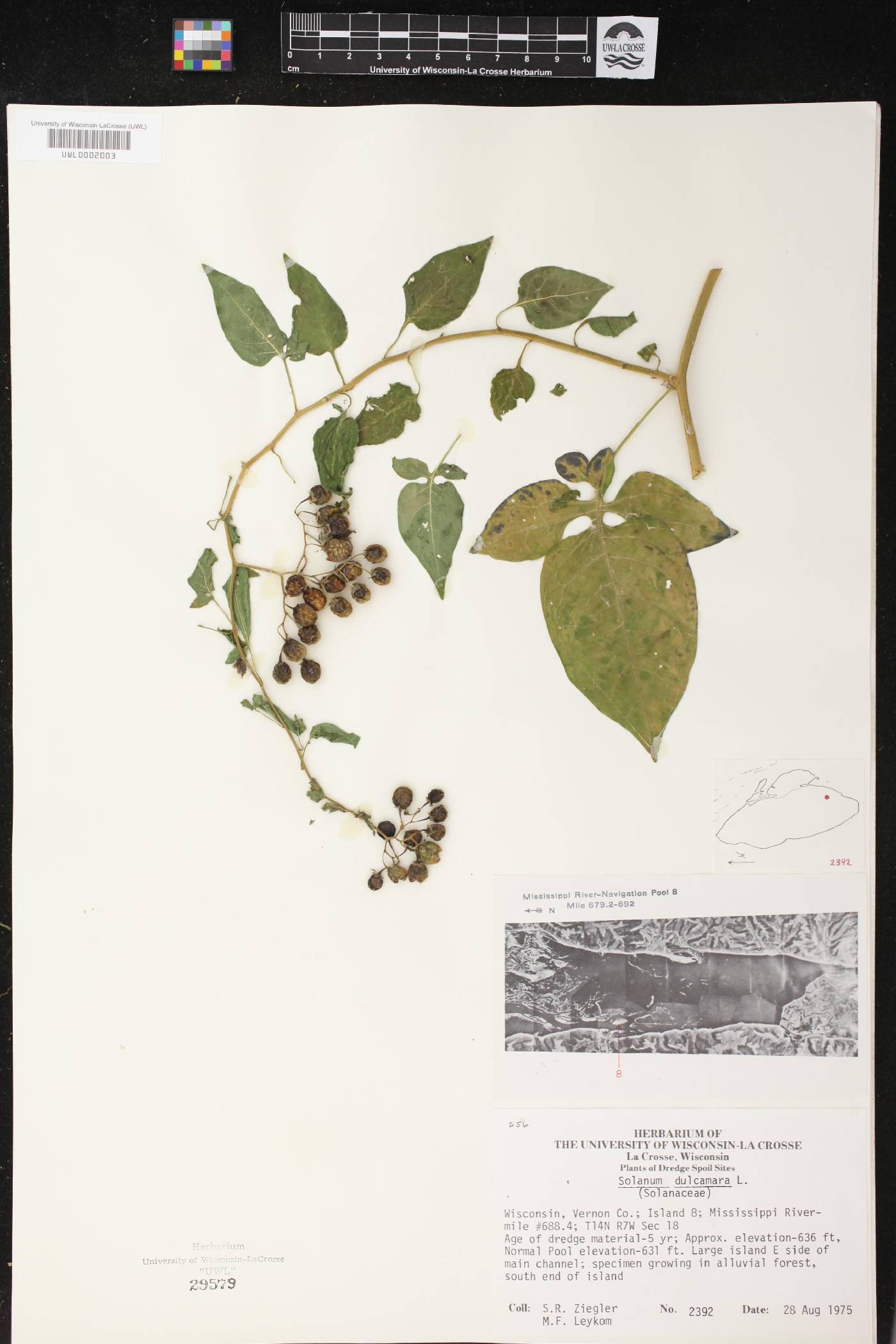 Solanum dulcamara image