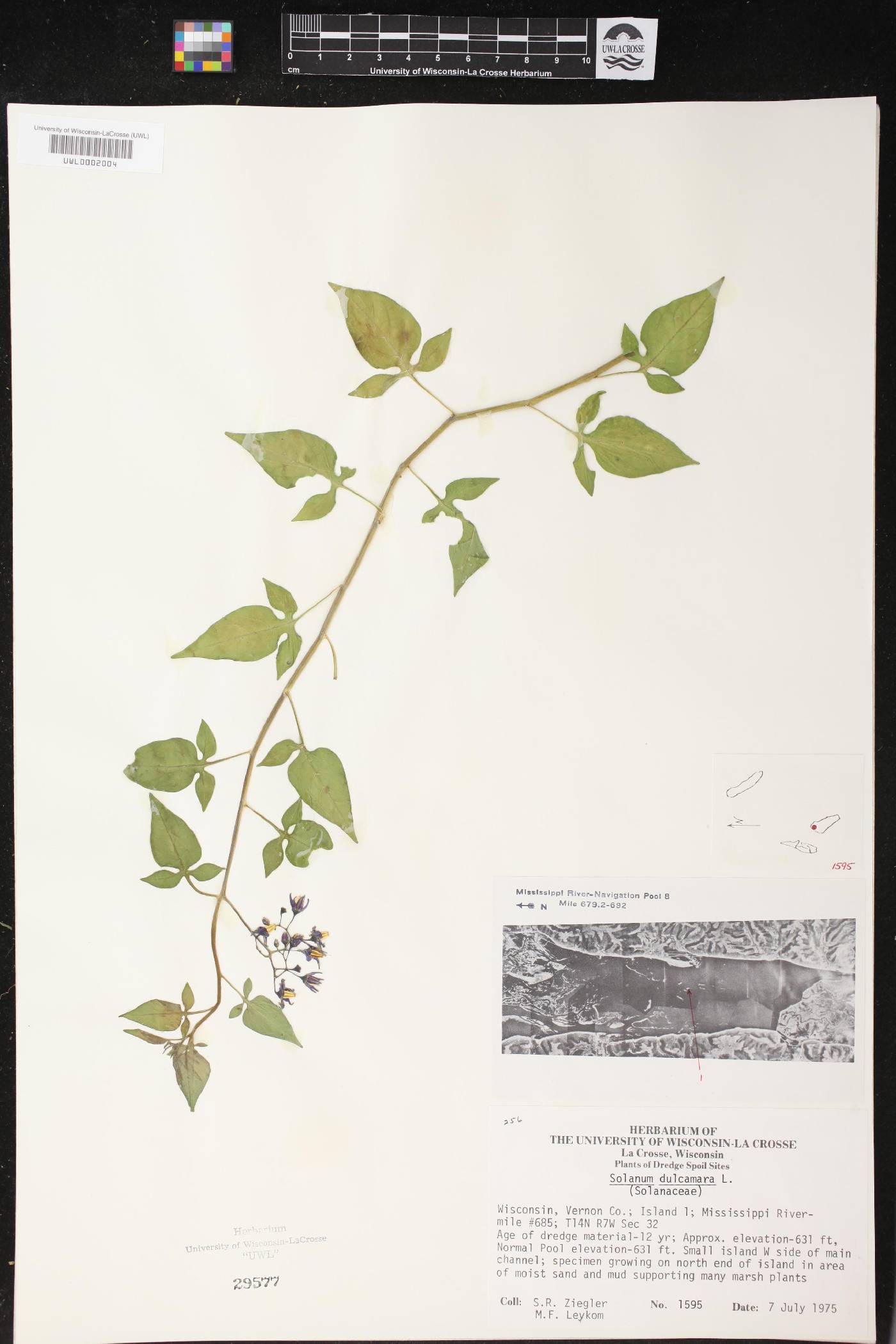 Solanum dulcamara image