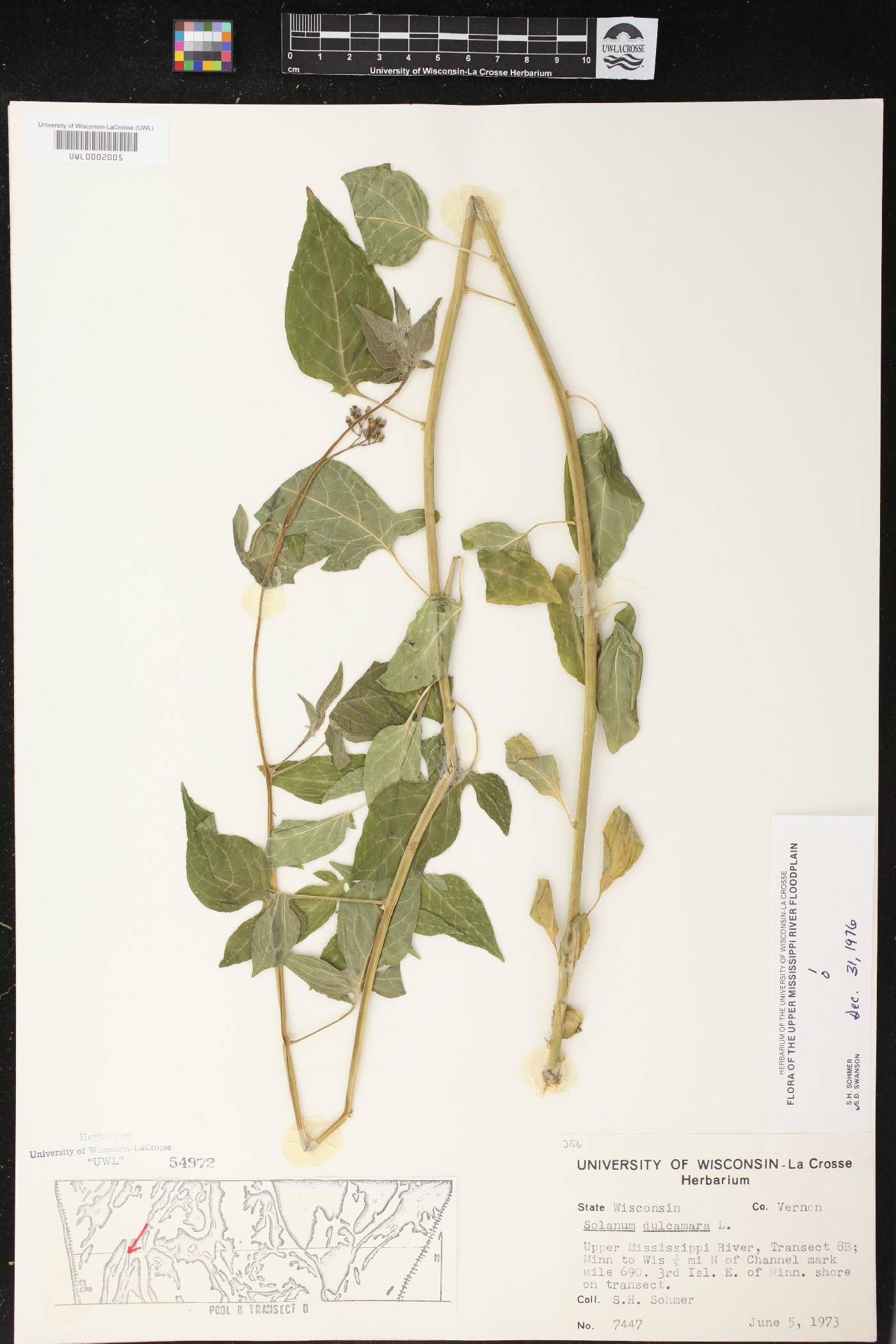 Solanum dulcamara image