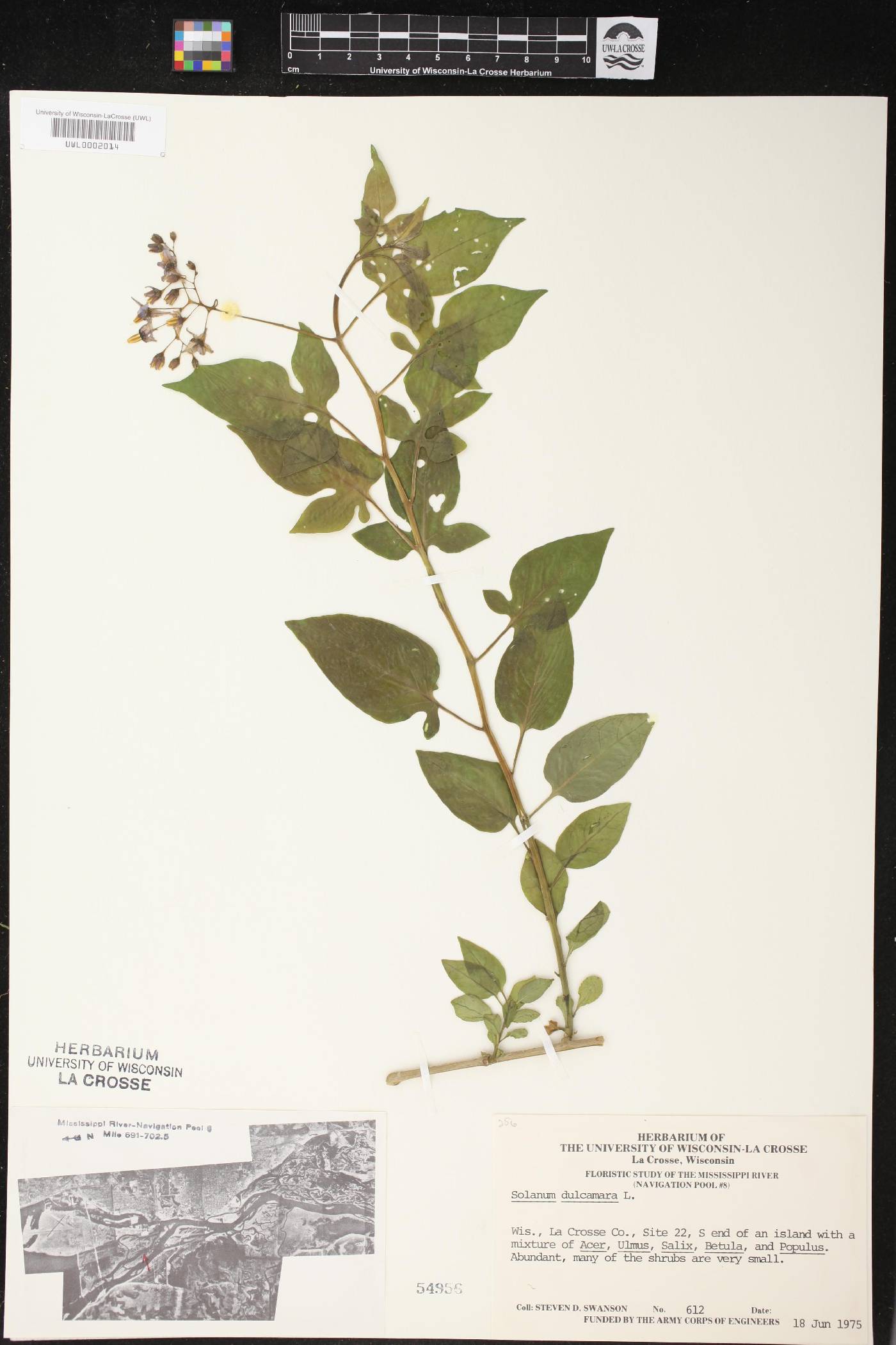 Solanum dulcamara image