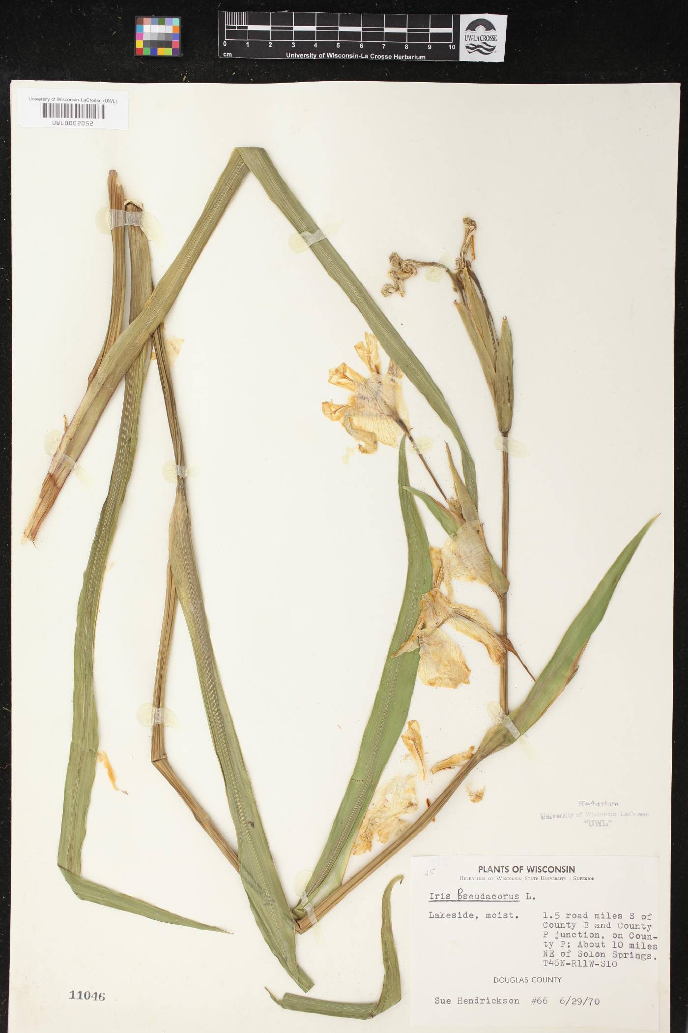 Iris pseudacorus image