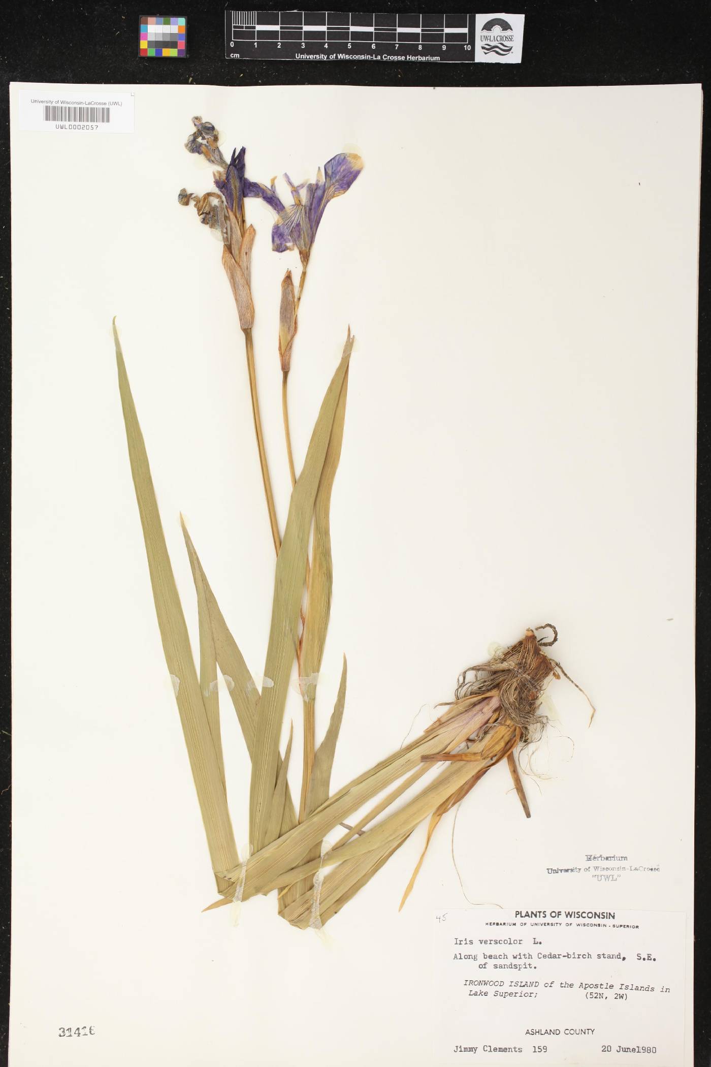 Iris versicolor image