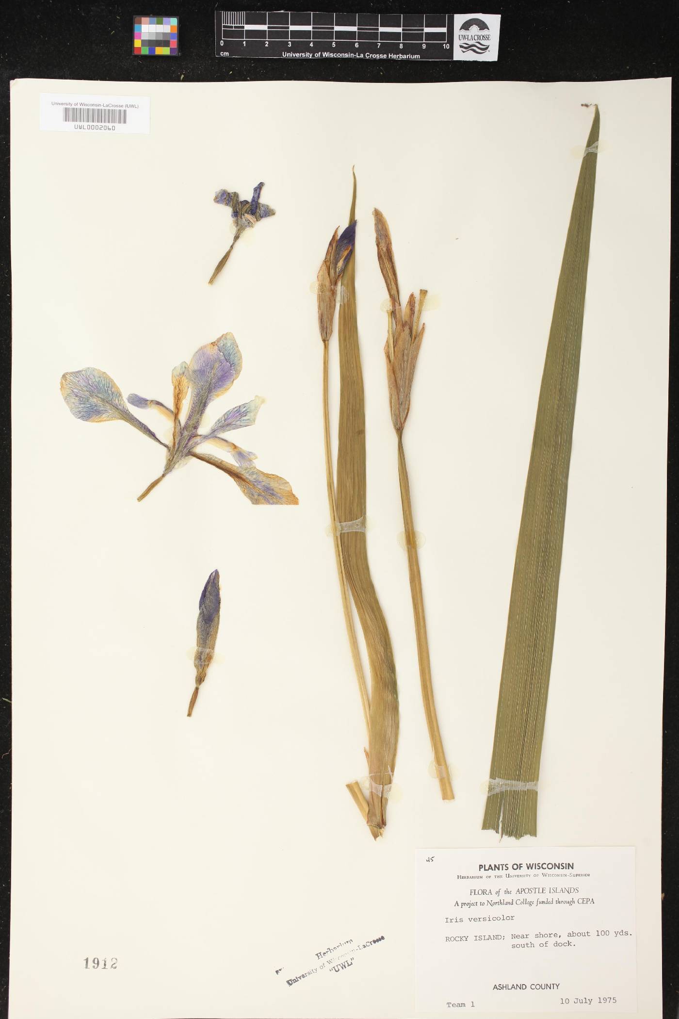Iris versicolor image