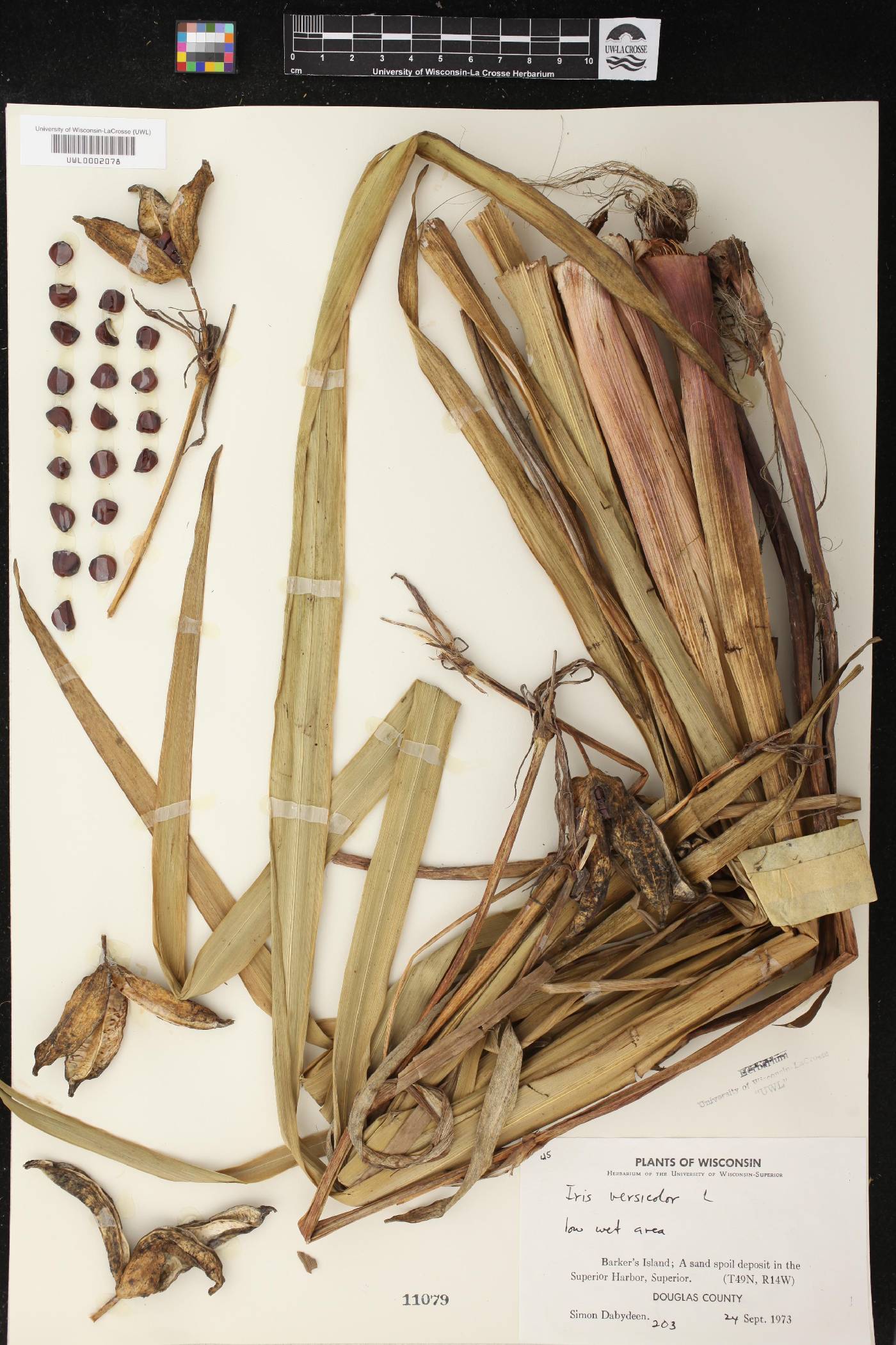 Iris versicolor image