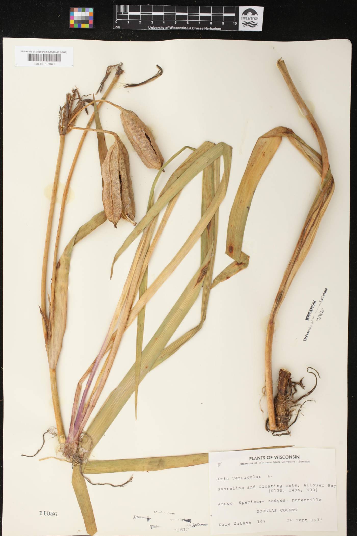 Iris versicolor image