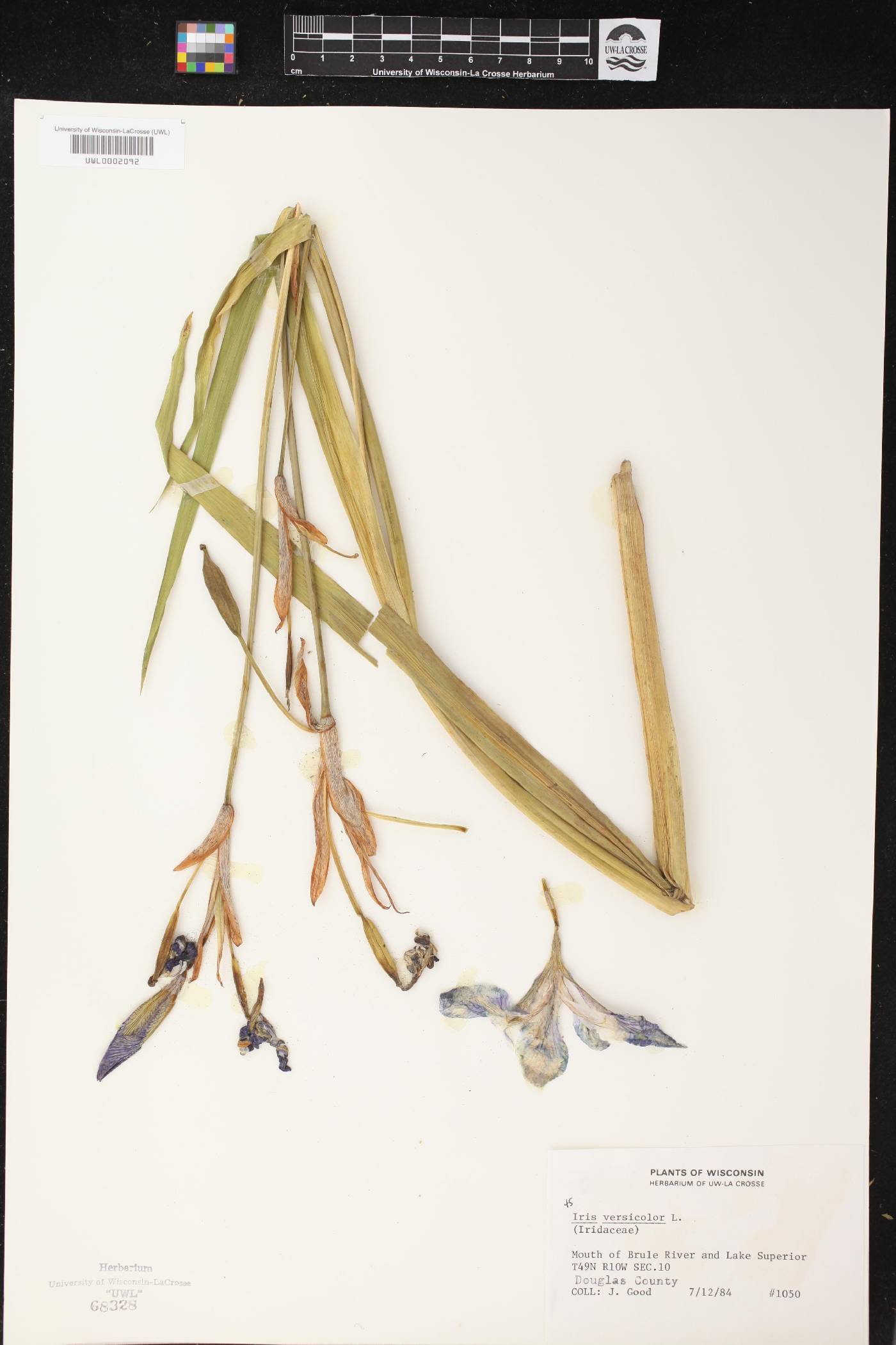 Iris versicolor image
