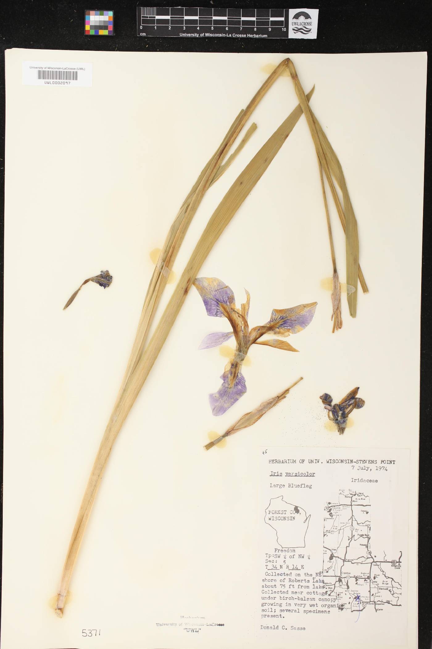 Iris versicolor image