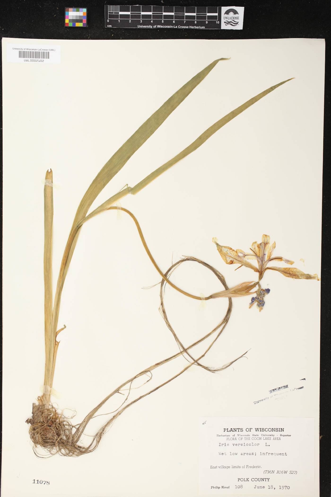 Iris versicolor image