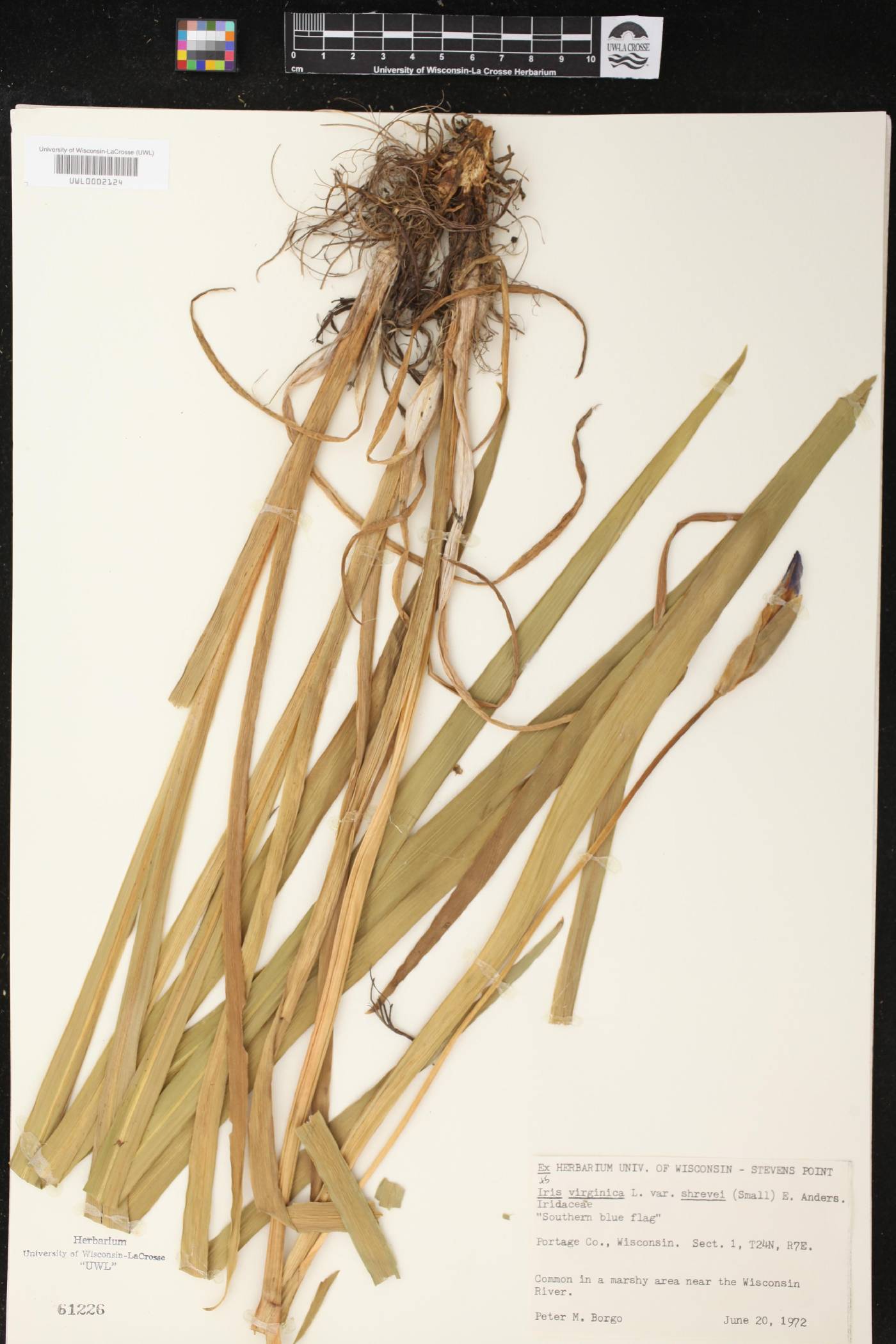 Iris virginica var. shrevei image