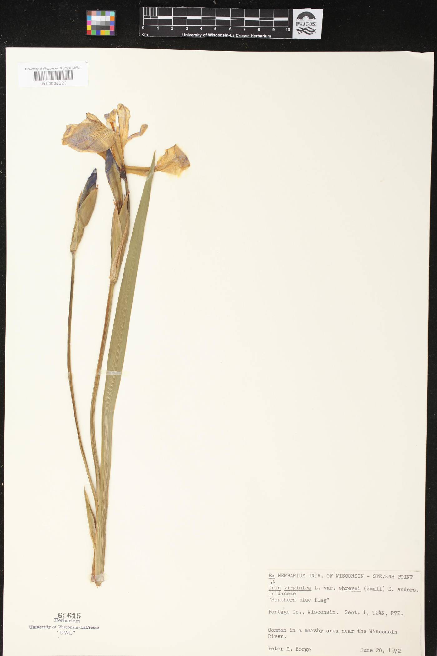 Iris virginica var. shrevei image