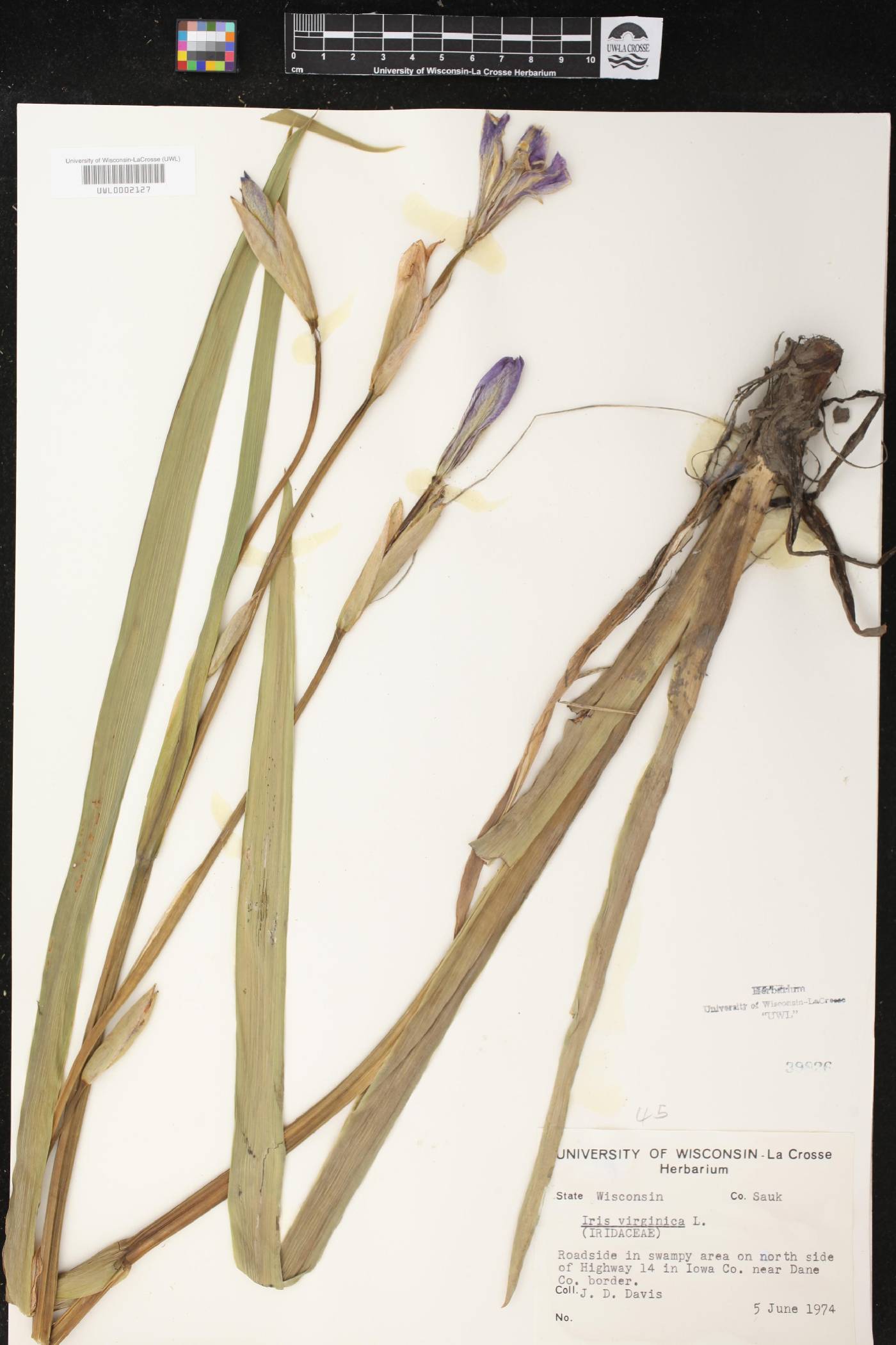 Iris virginica image