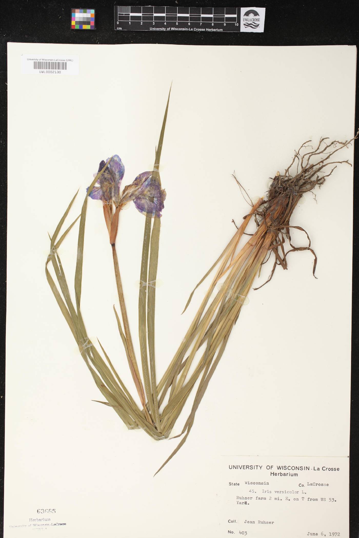 Iris versicolor image
