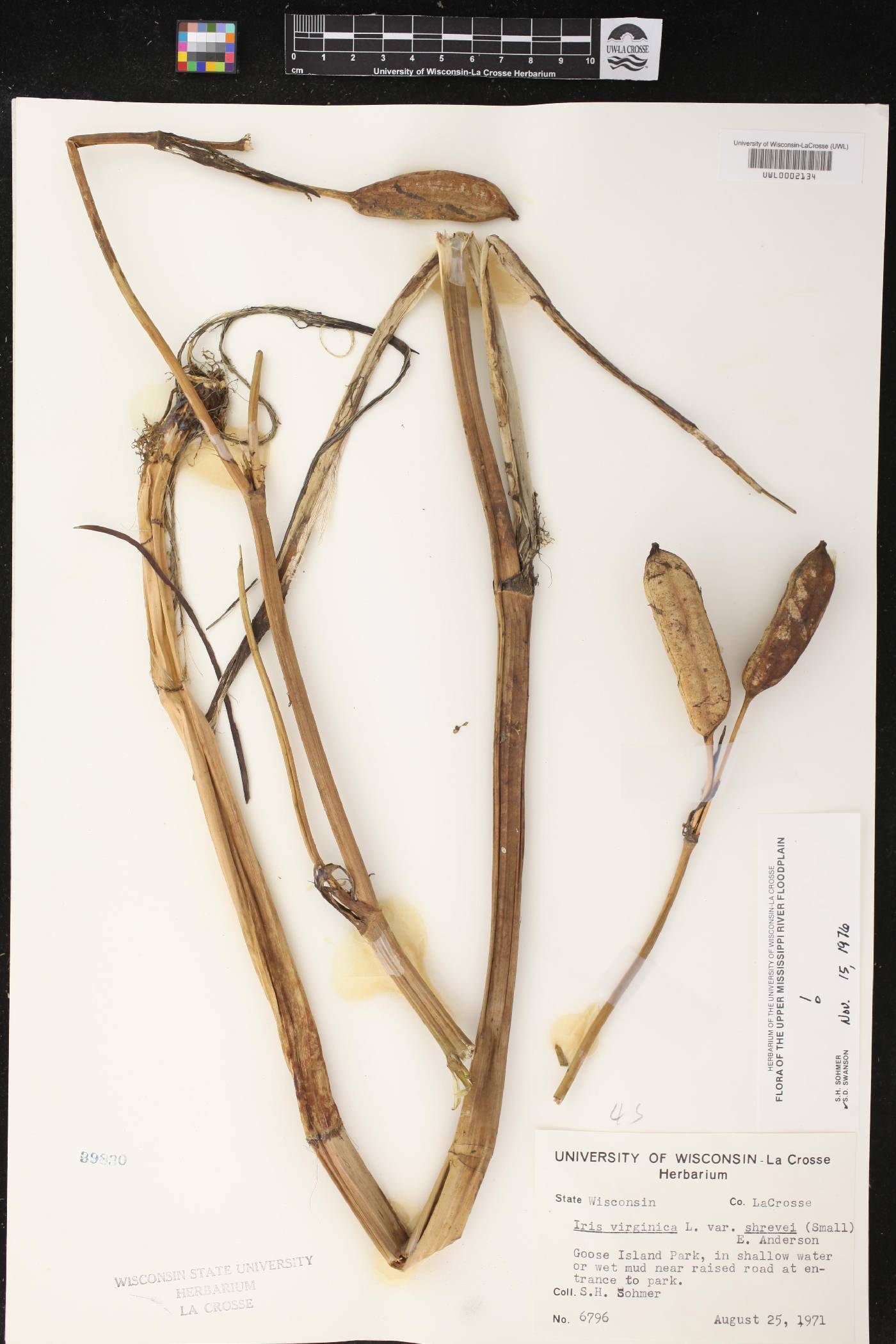 Iris virginica var. shrevei image