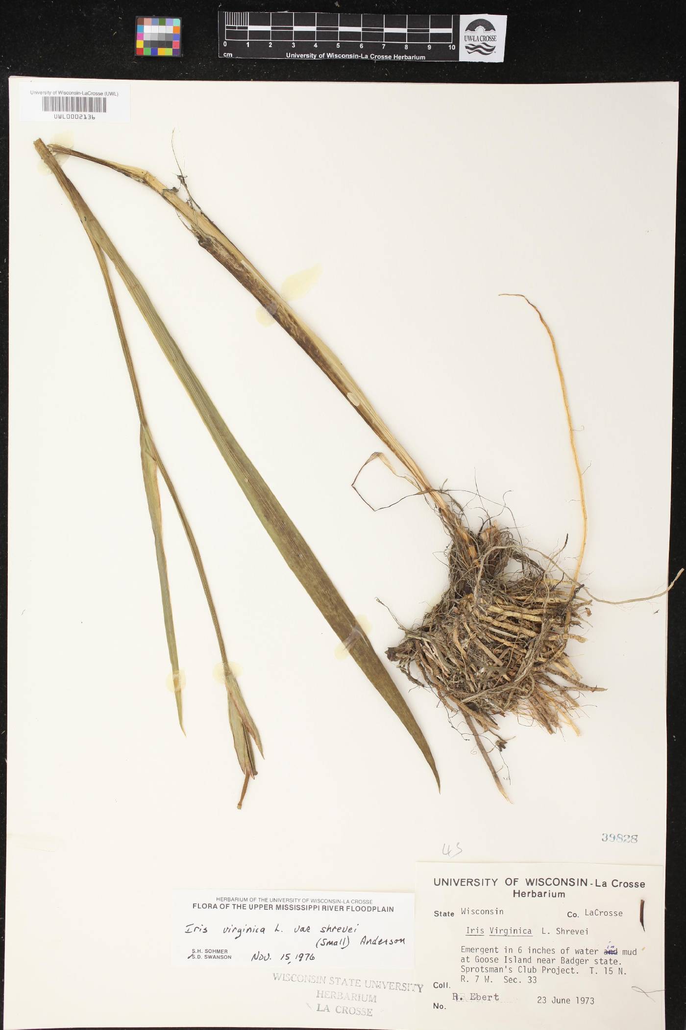 Iris virginica var. shrevei image