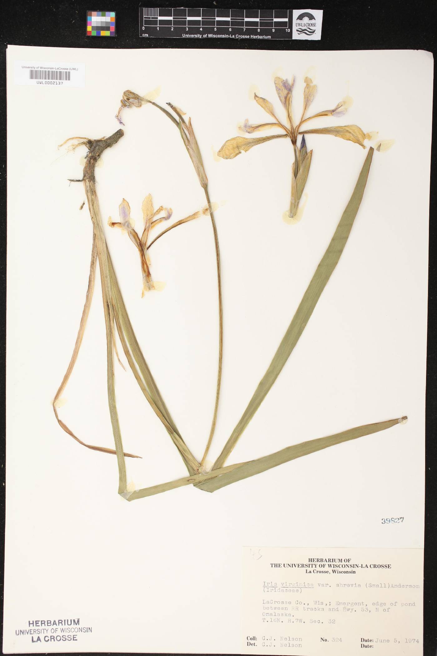 Iris virginica var. shrevei image