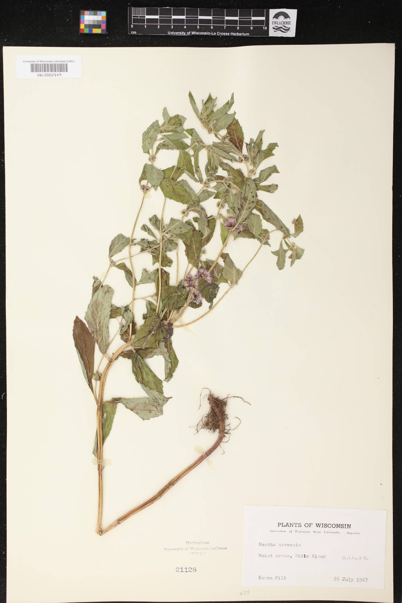Mentha canadensis image