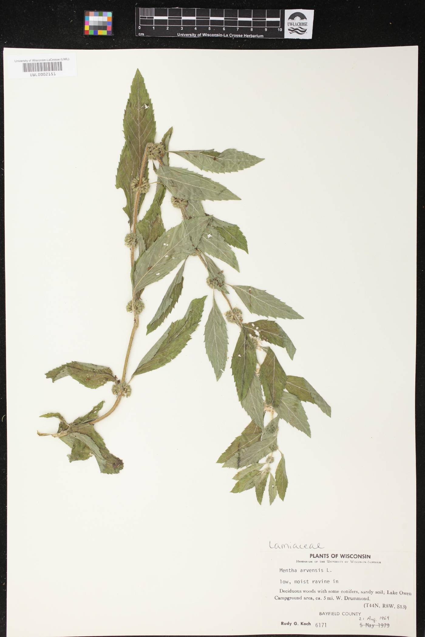 Mentha canadensis image