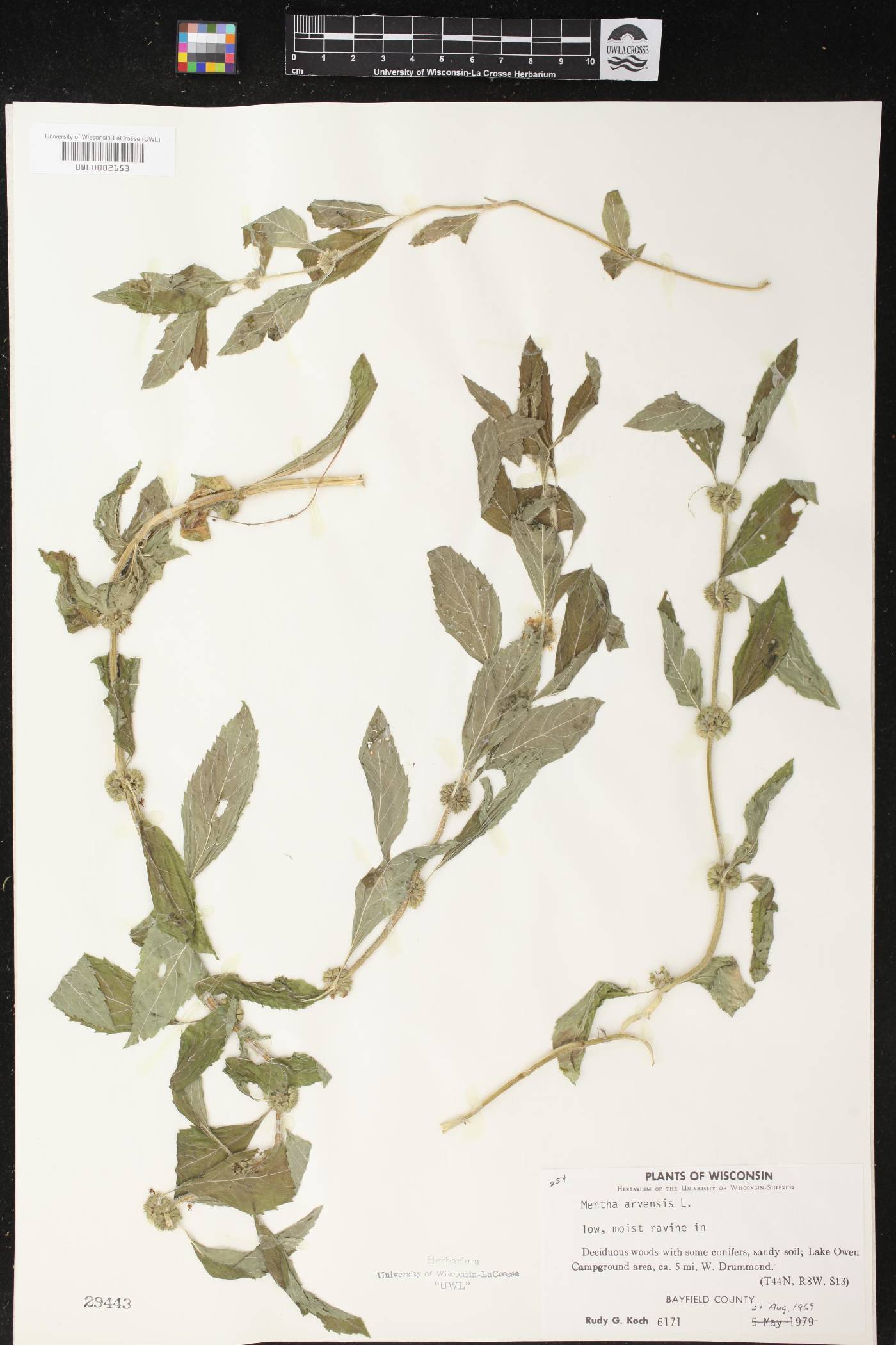 Mentha canadensis image