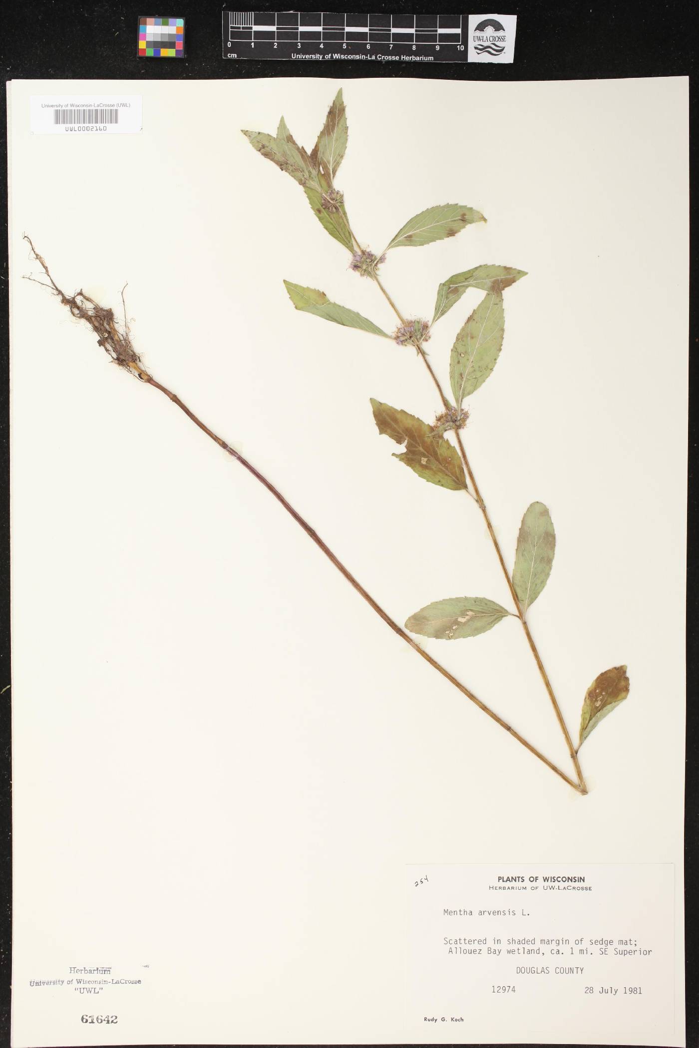 Mentha canadensis image