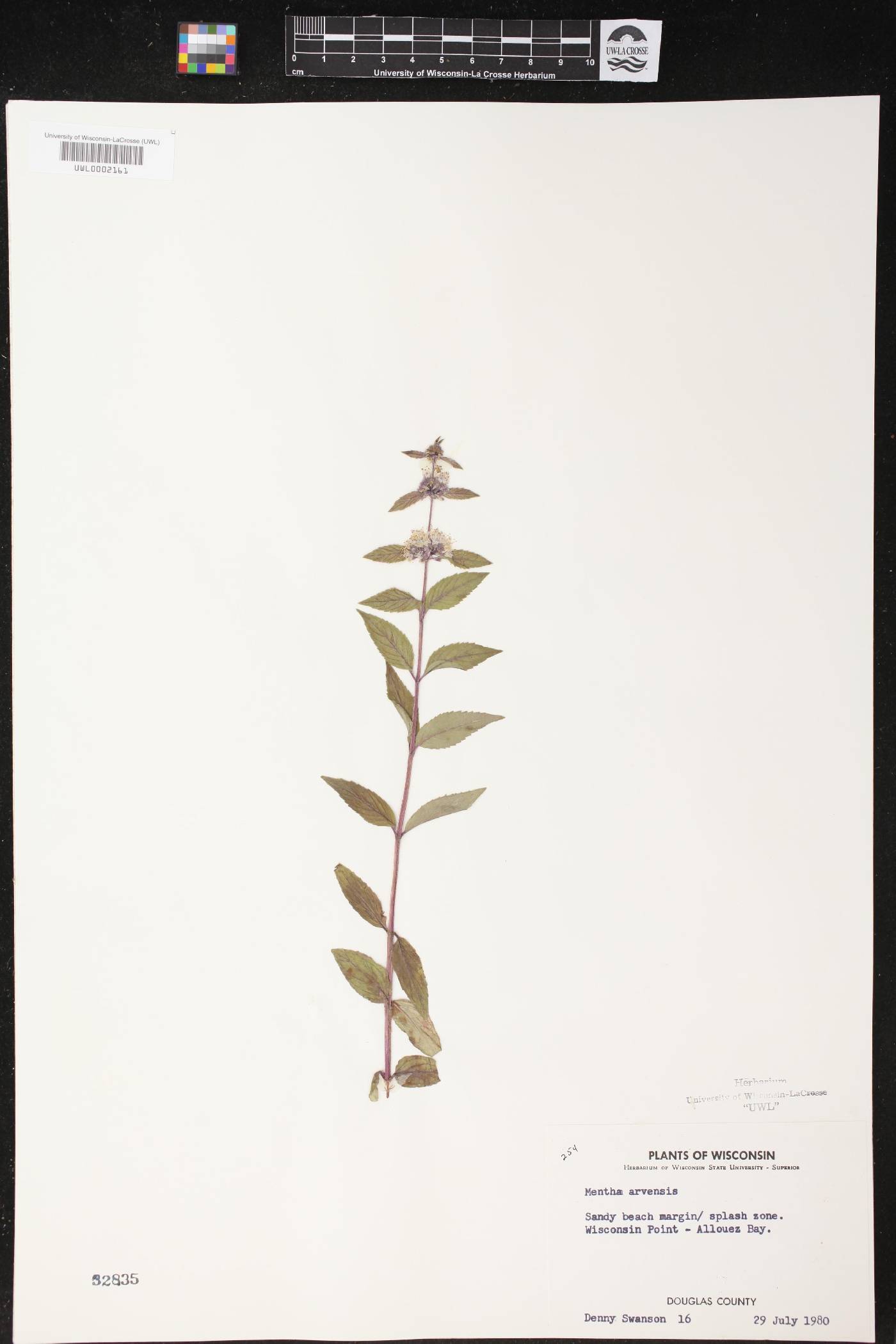 Mentha canadensis image