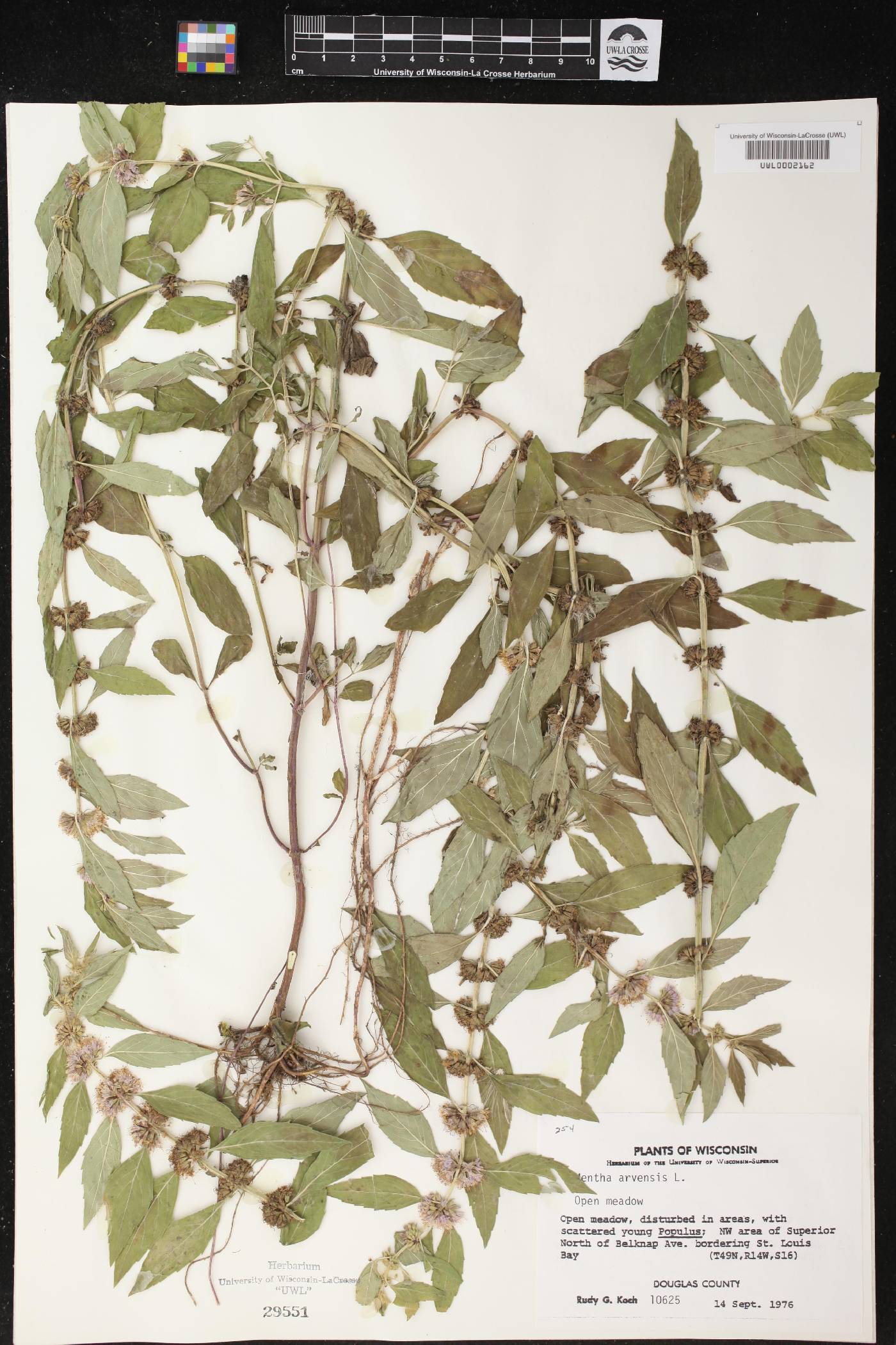 Mentha canadensis image