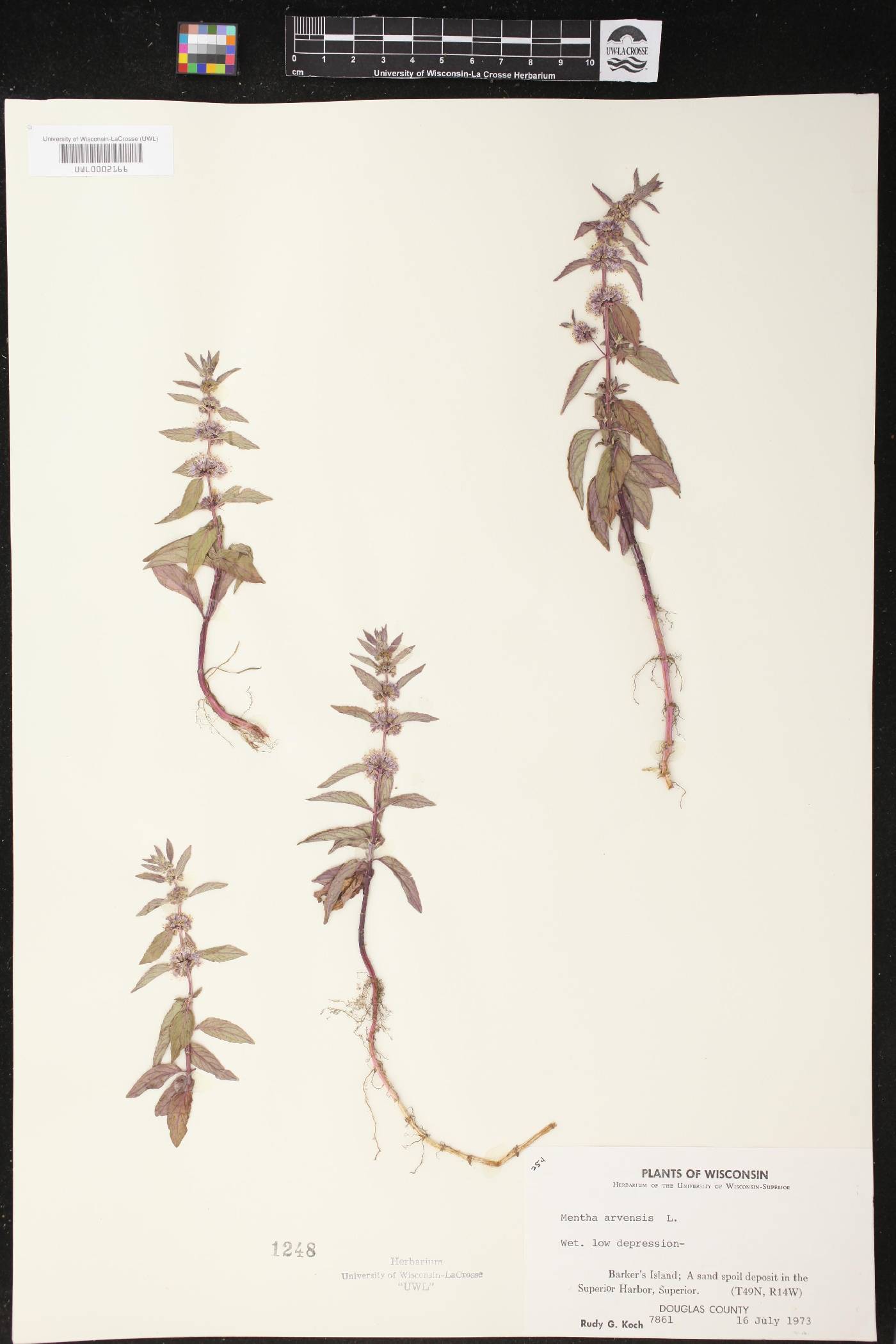 Mentha canadensis image