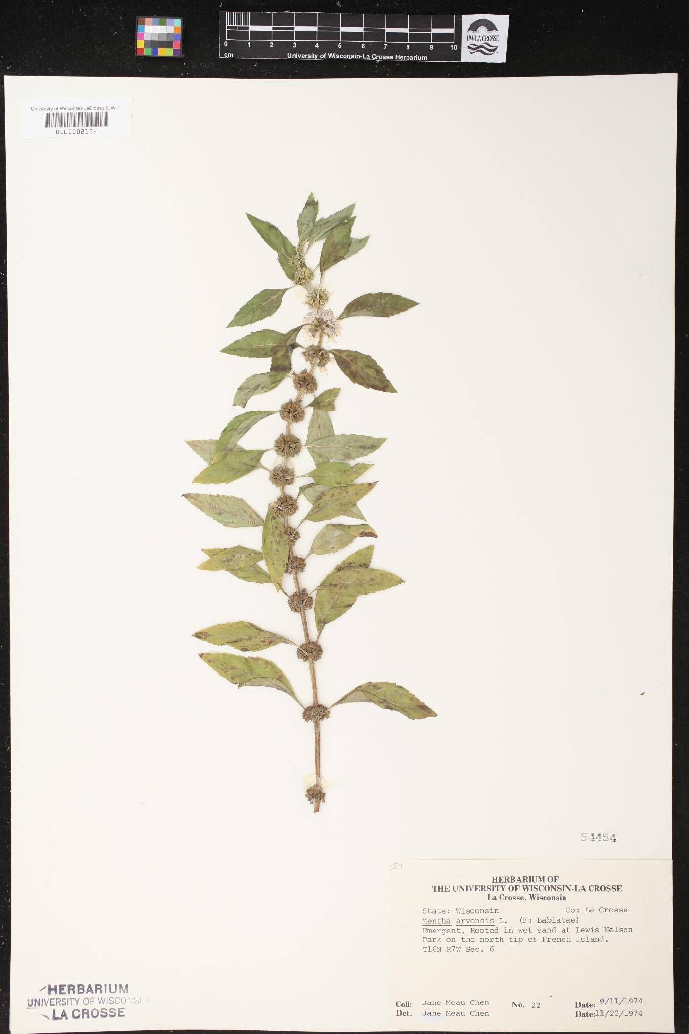 Mentha canadensis image
