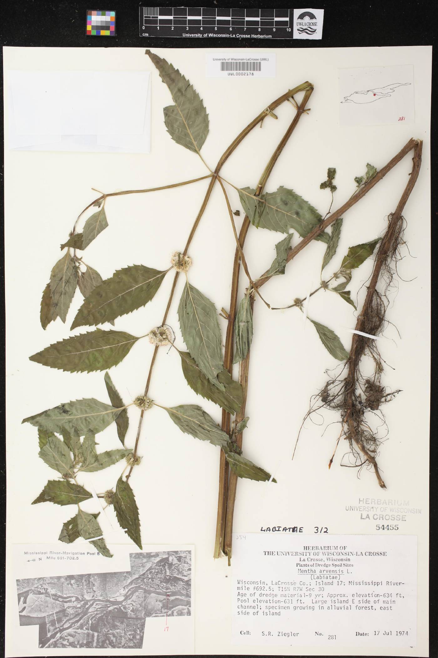 Mentha canadensis image