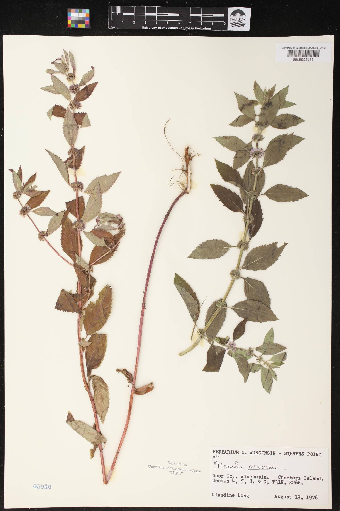 Mentha canadensis image