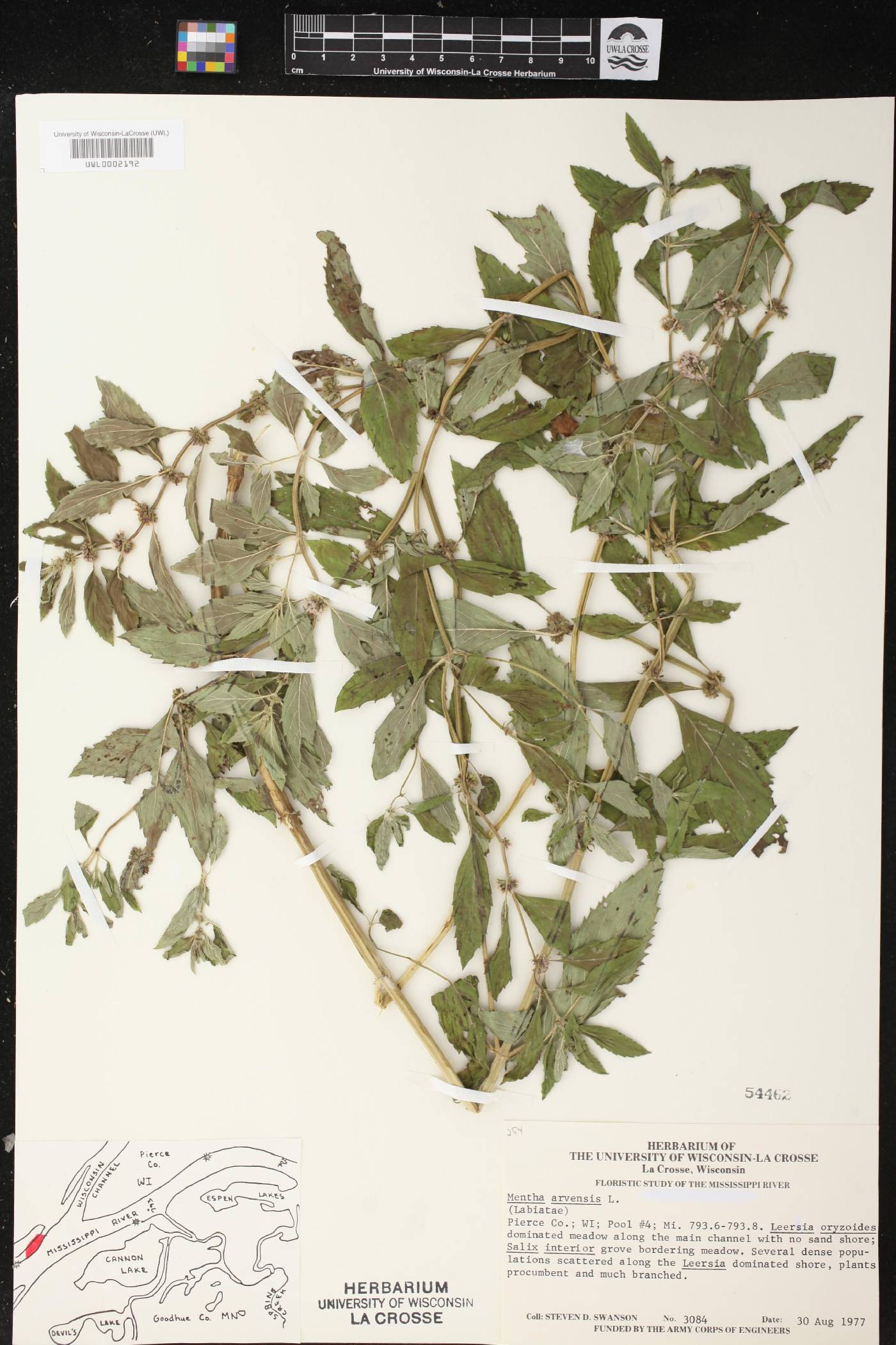 Mentha canadensis image