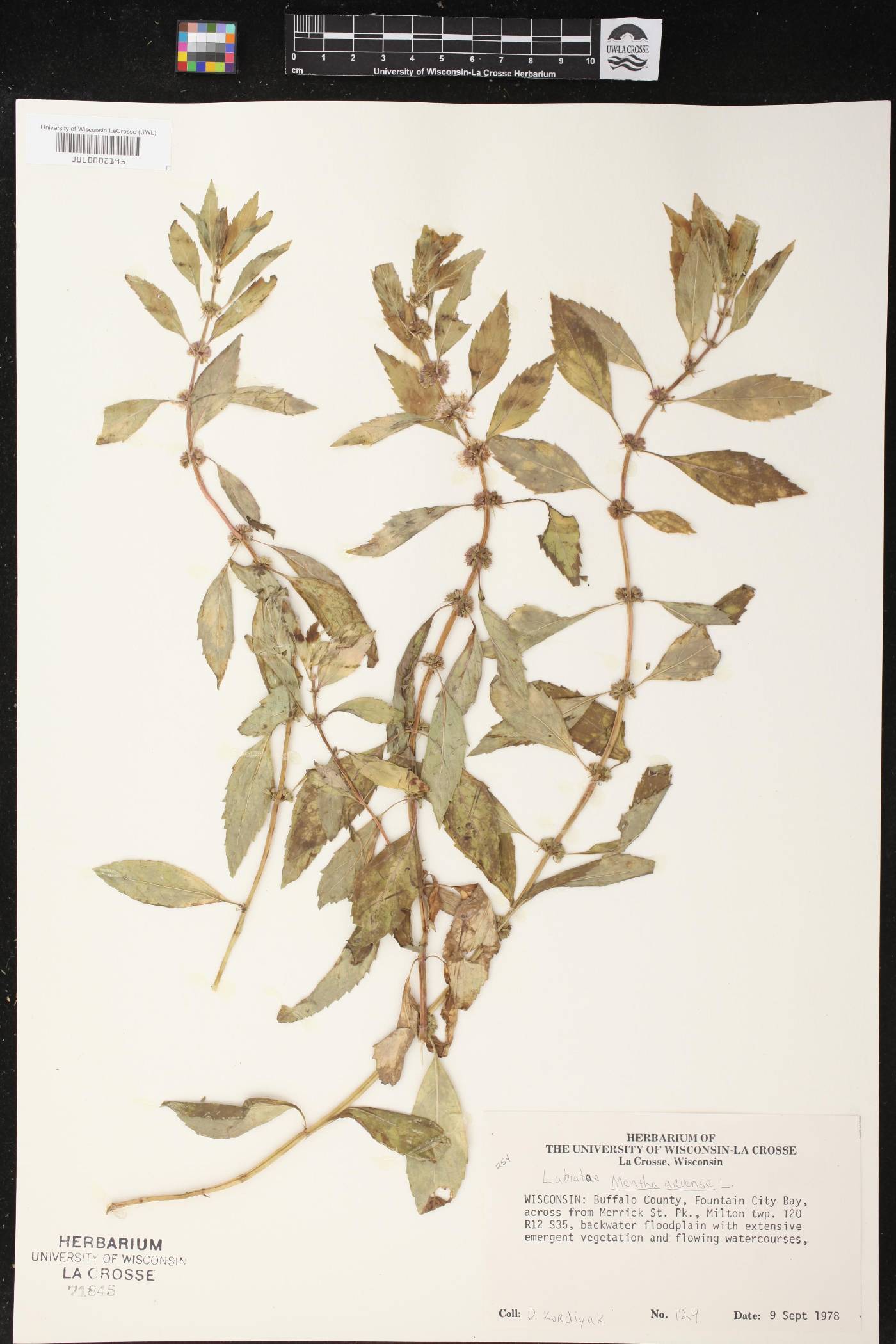 Mentha canadensis image