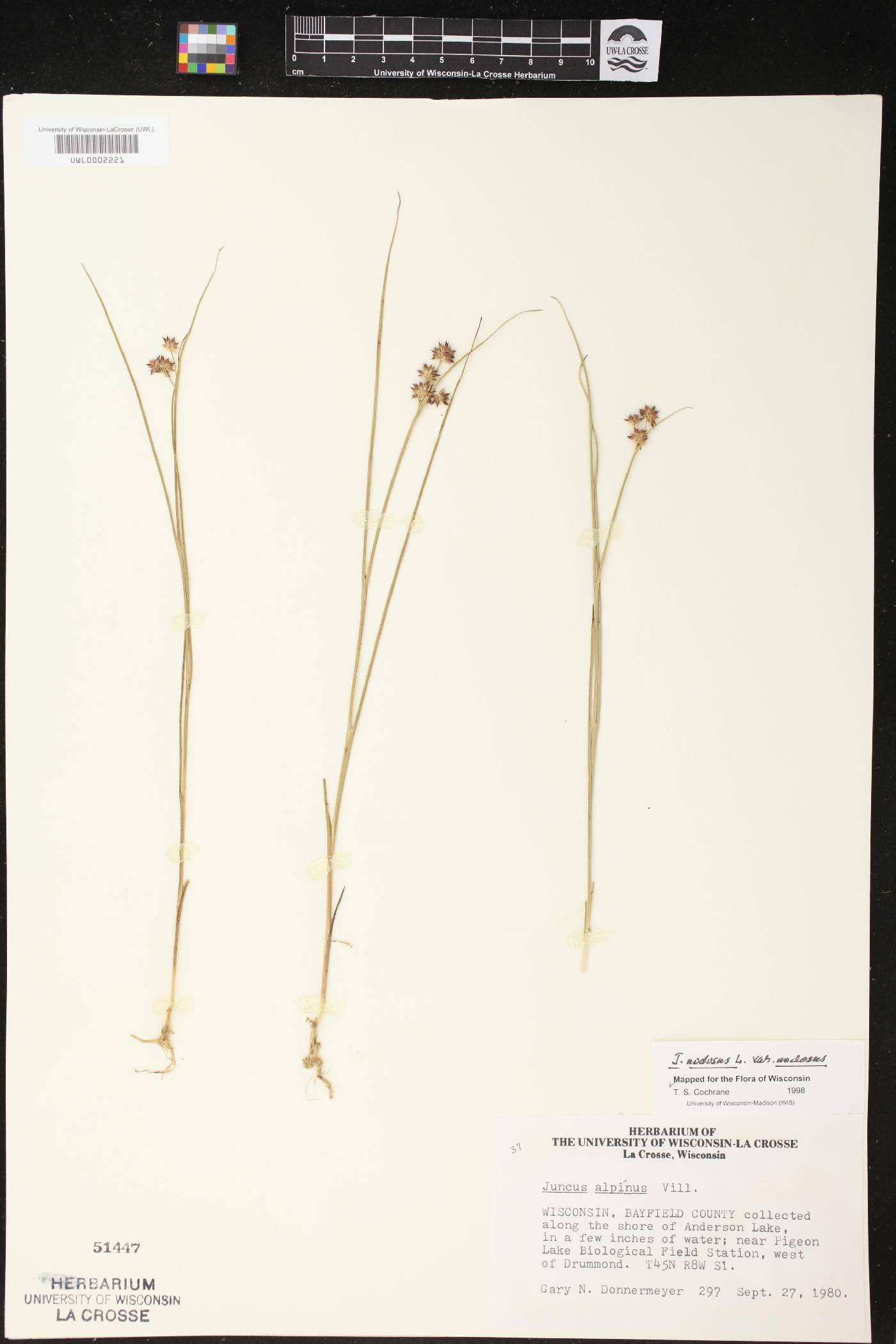 Juncus nodosus image