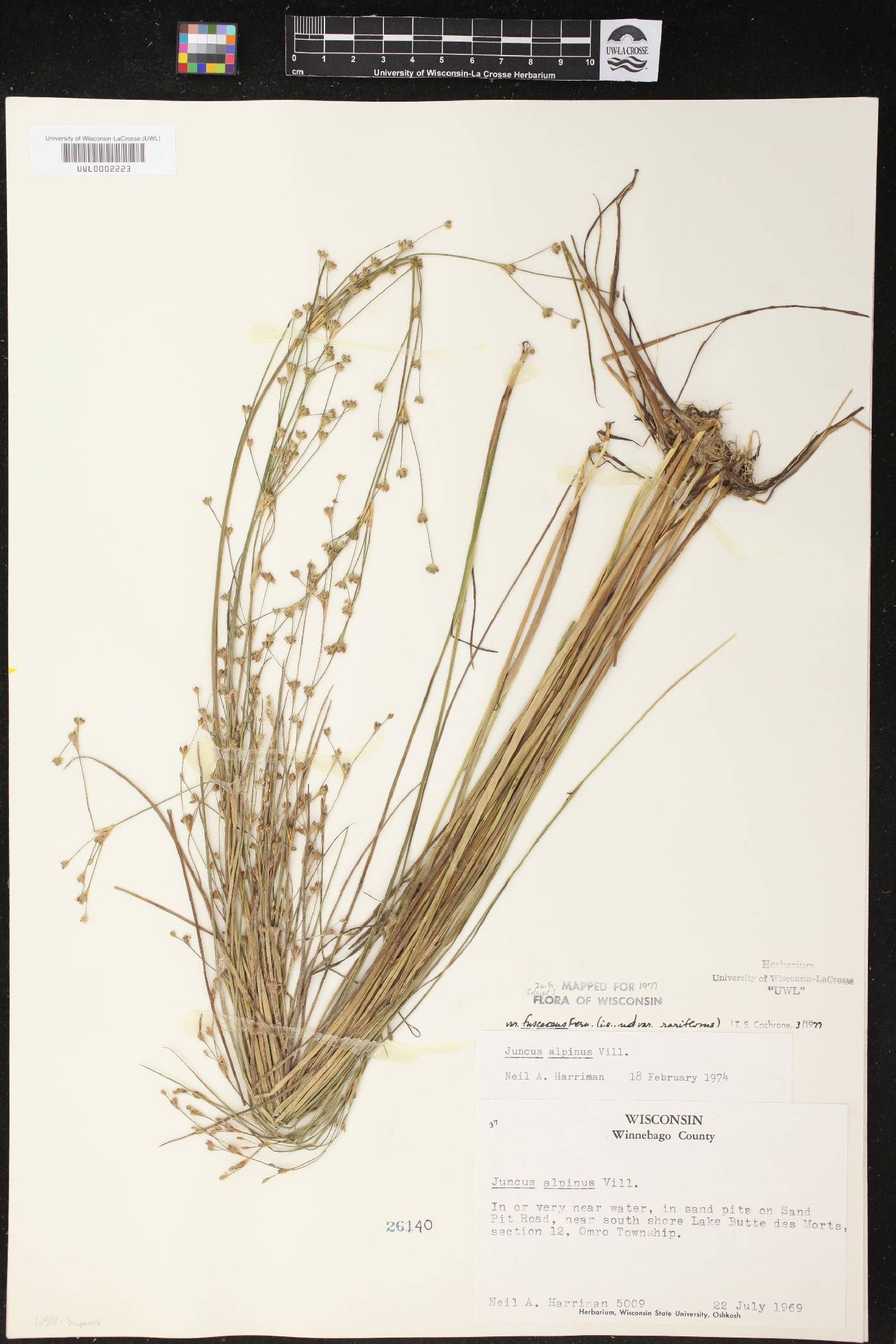 Juncus alpinoarticulatus image