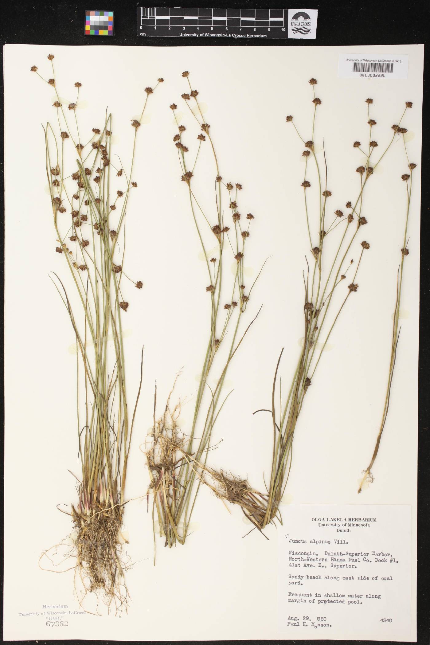 Juncus alpinoarticulatus image
