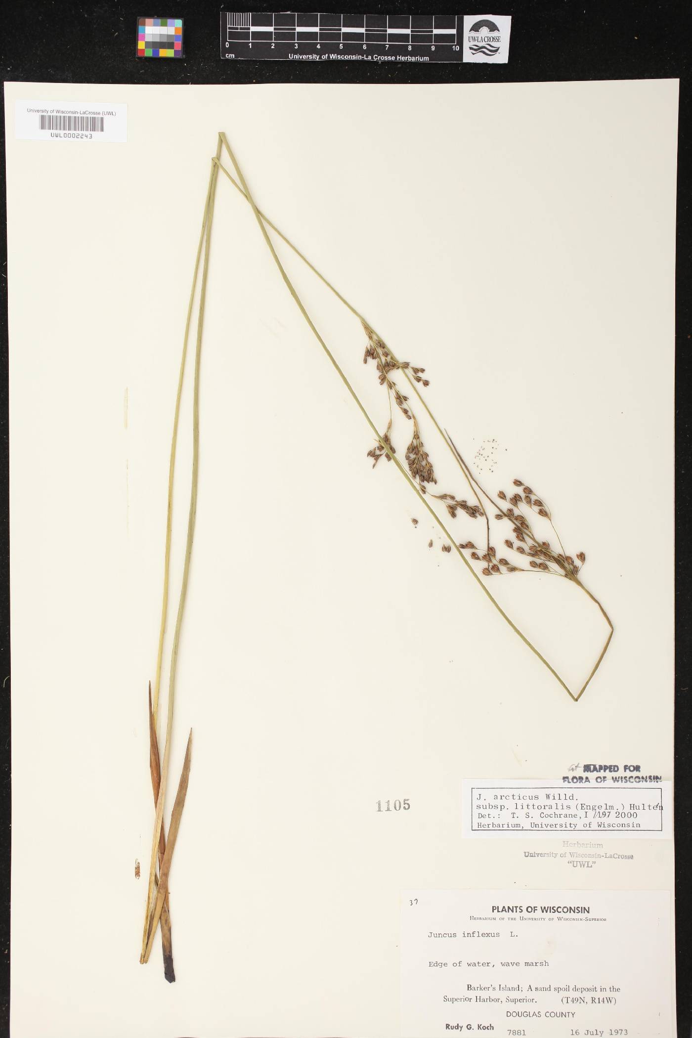 Juncus balticus subsp. littoralis image