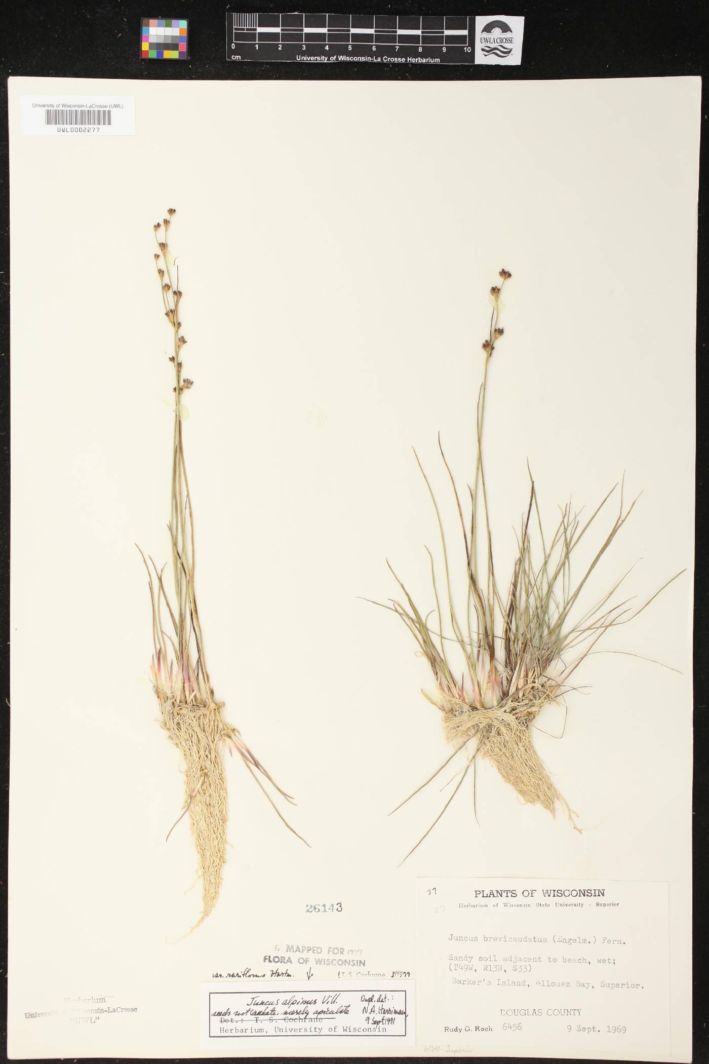 Juncus alpinoarticulatus image